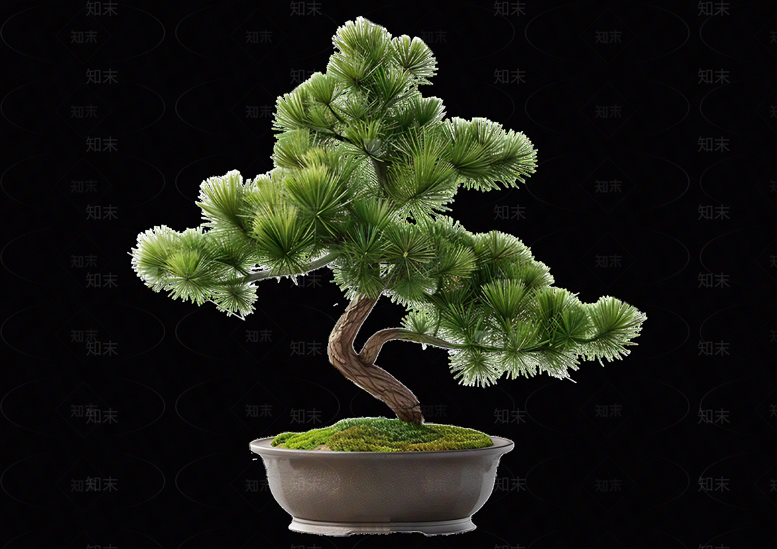 png免抠造型黑松贴图下载【ID:1158481058】