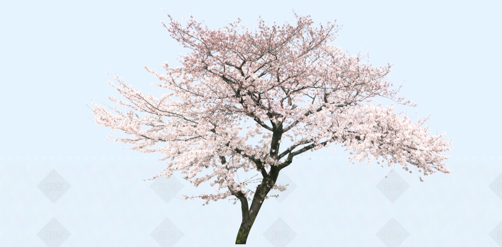 2D杏花树SU模型下载【ID:1158488052】