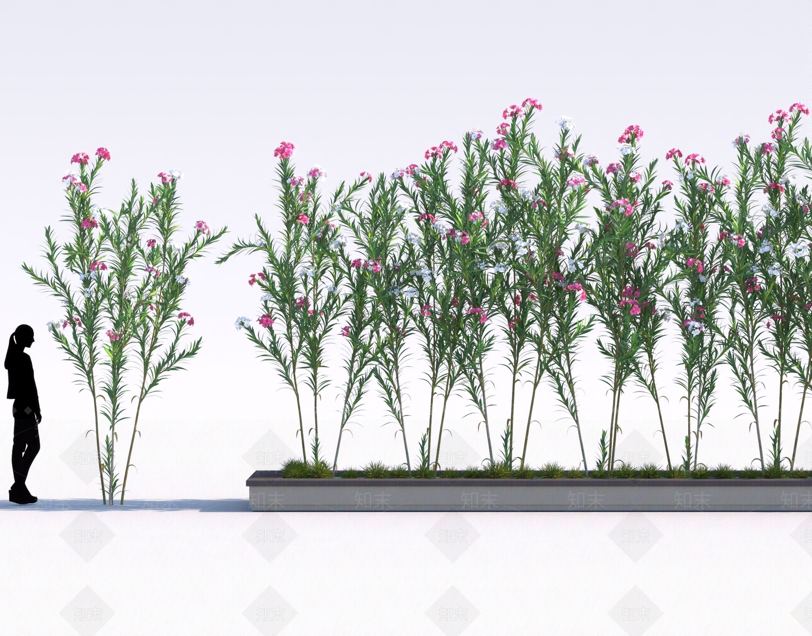 夹竹桃3D模型下载【ID:1158488806】