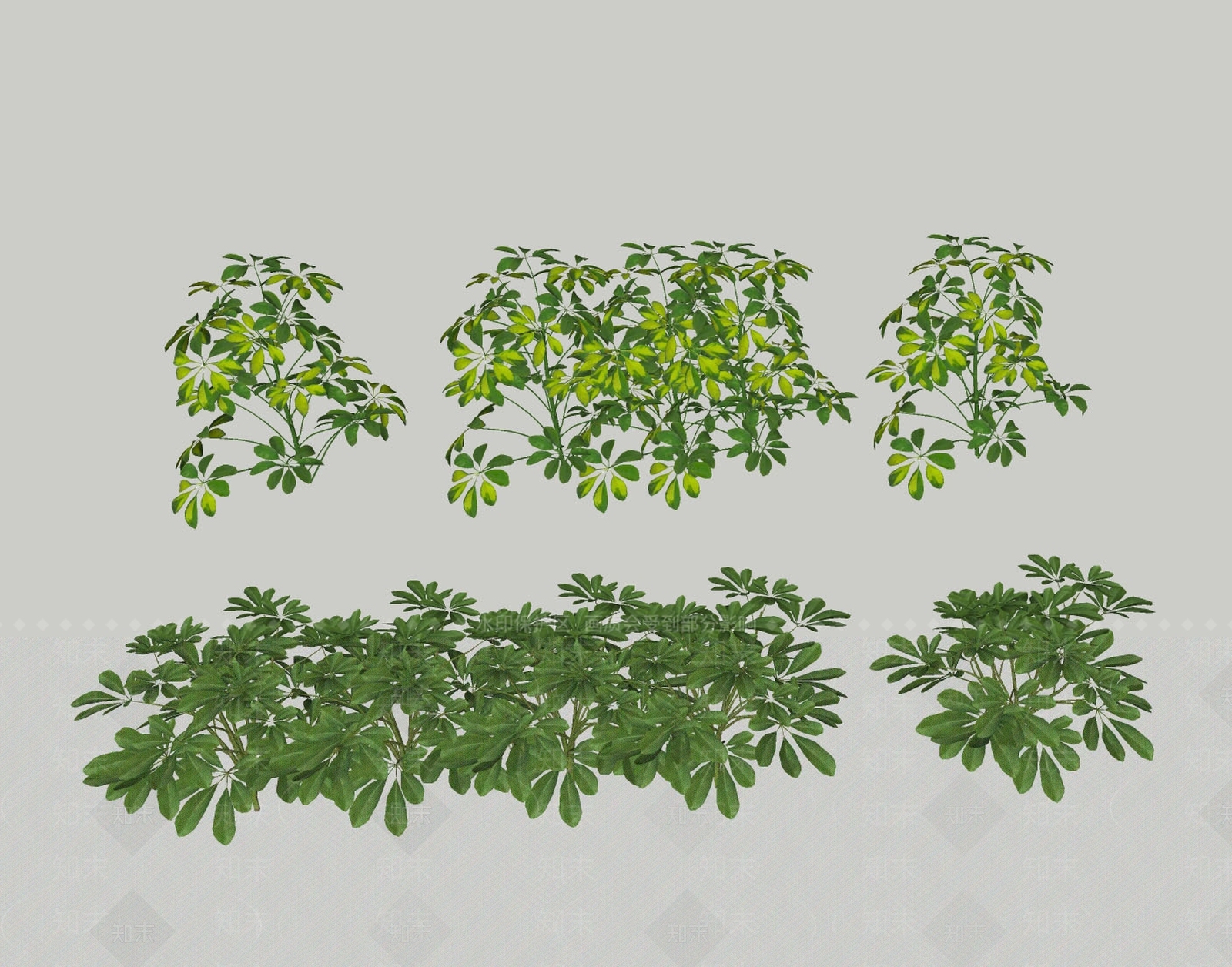 鸭脚木SU模型下载【ID:1158565260】