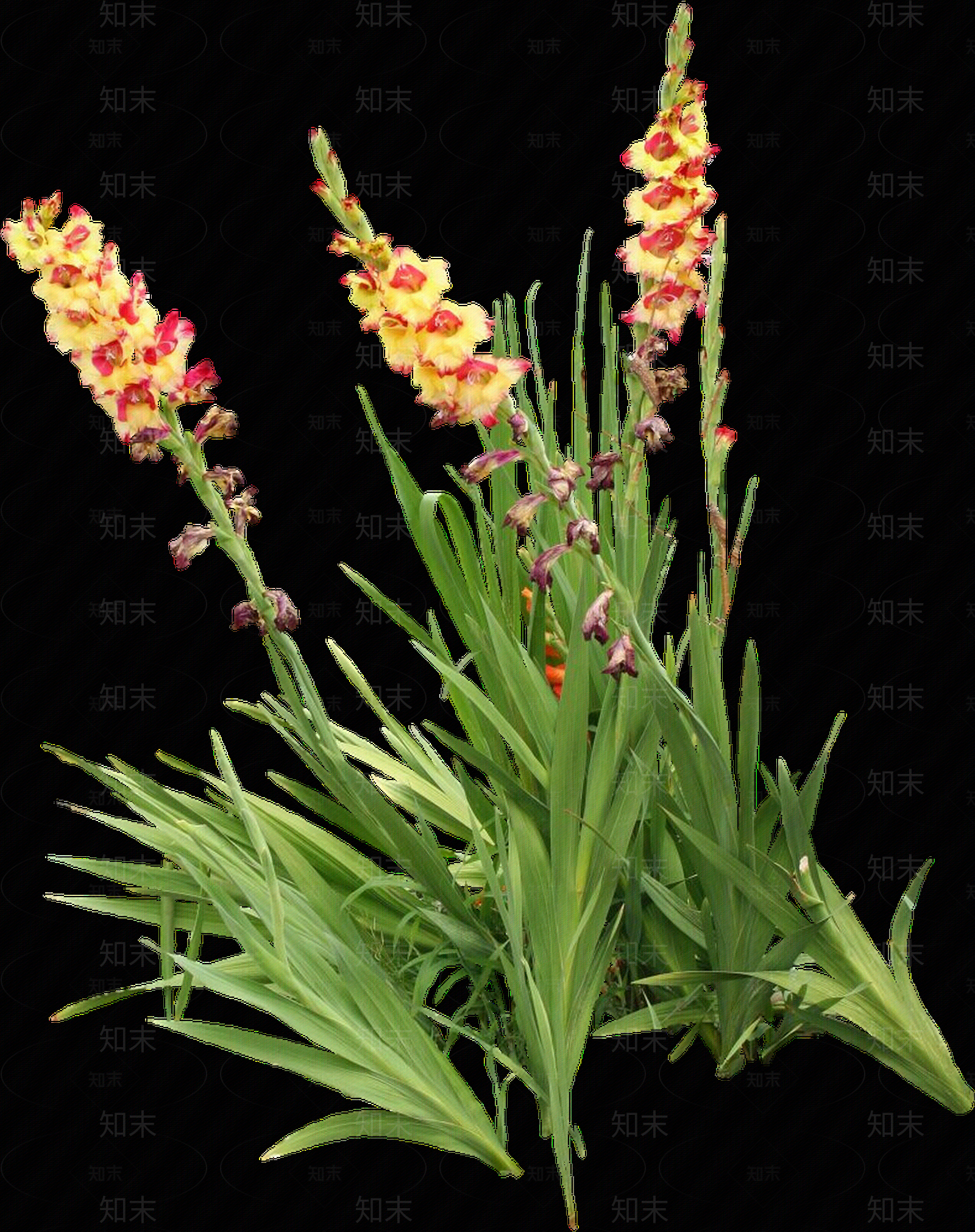 png免抠唐菖蒲贴图下载【ID:1158595448】