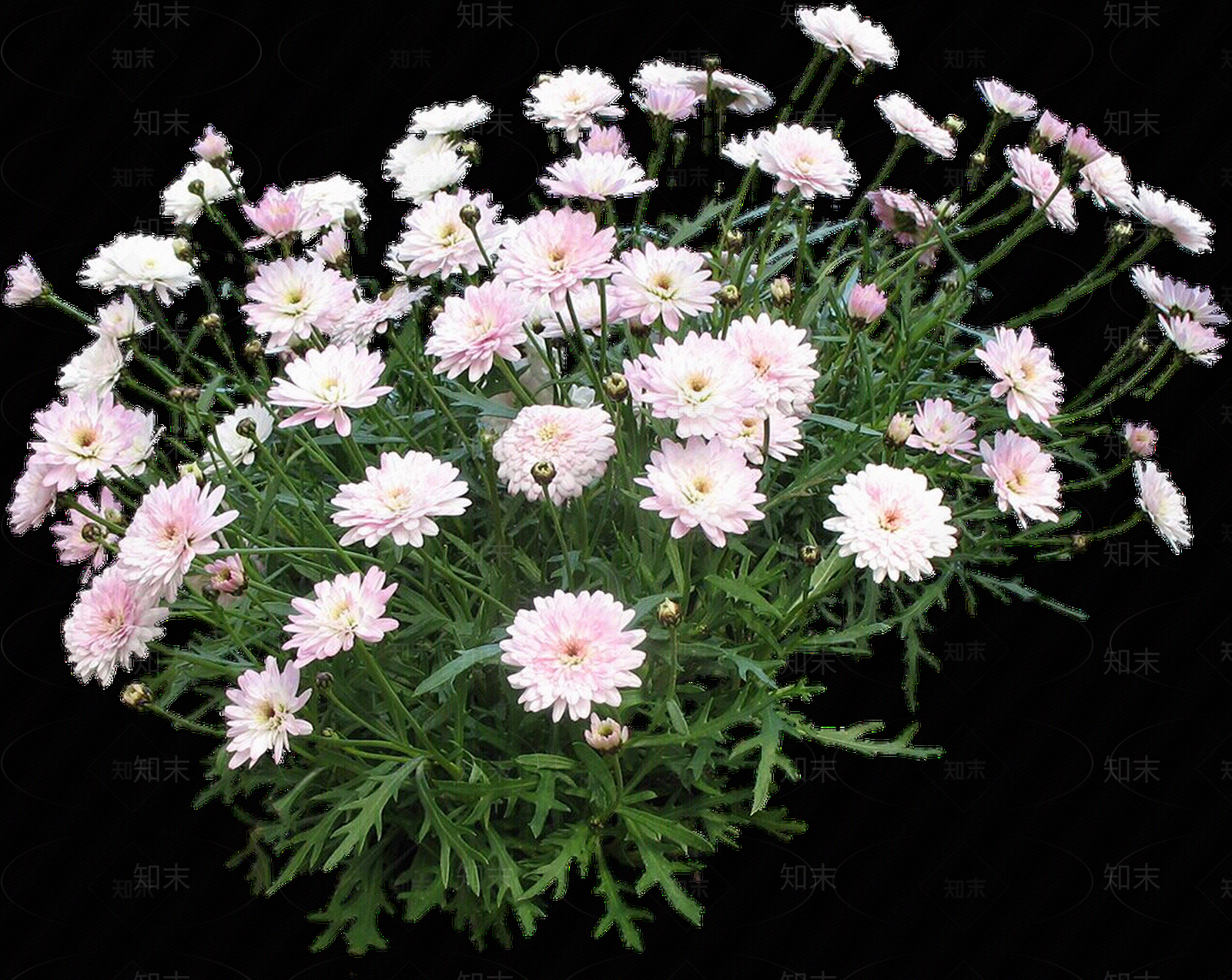 png免抠茼蒿菊贴图下载【ID:1158595715】