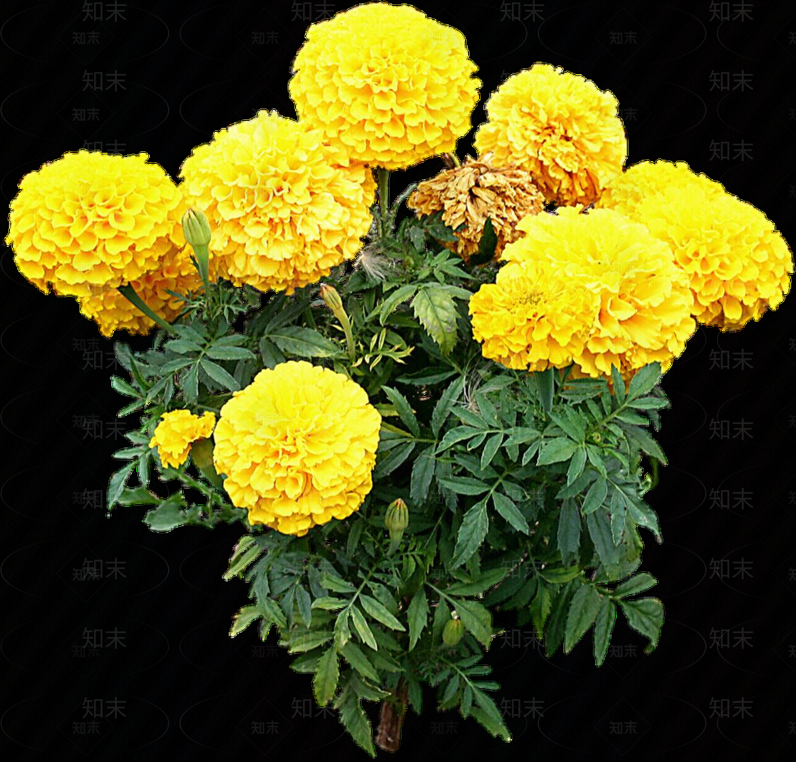 png免抠万寿菊贴图下载【ID:1158595947】