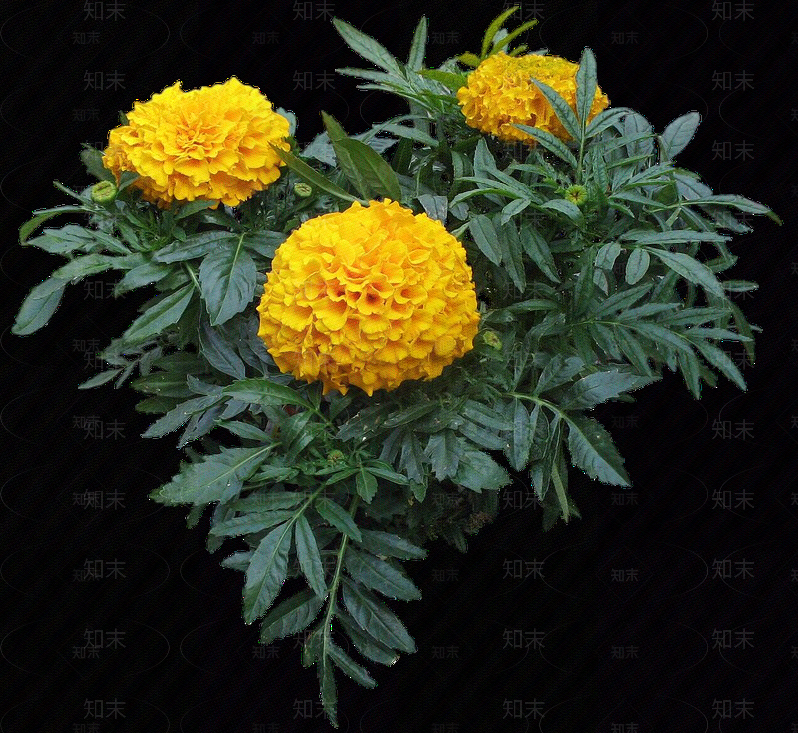 png免抠万寿菊贴图下载【ID:1158596029】