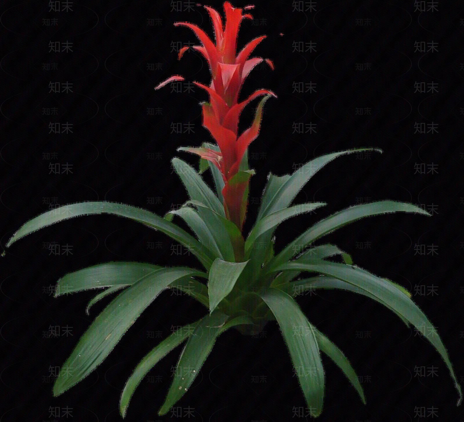 png免抠星花凤梨贴图下载【ID:1158597552】