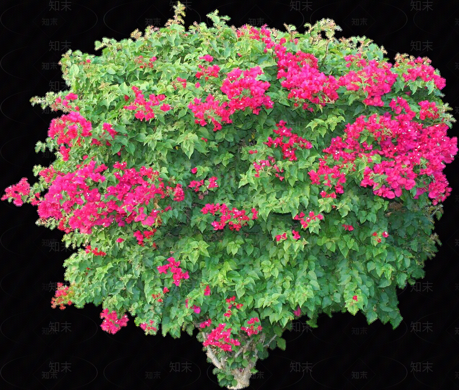 png免抠叶子花贴图下载【ID:1158597885】