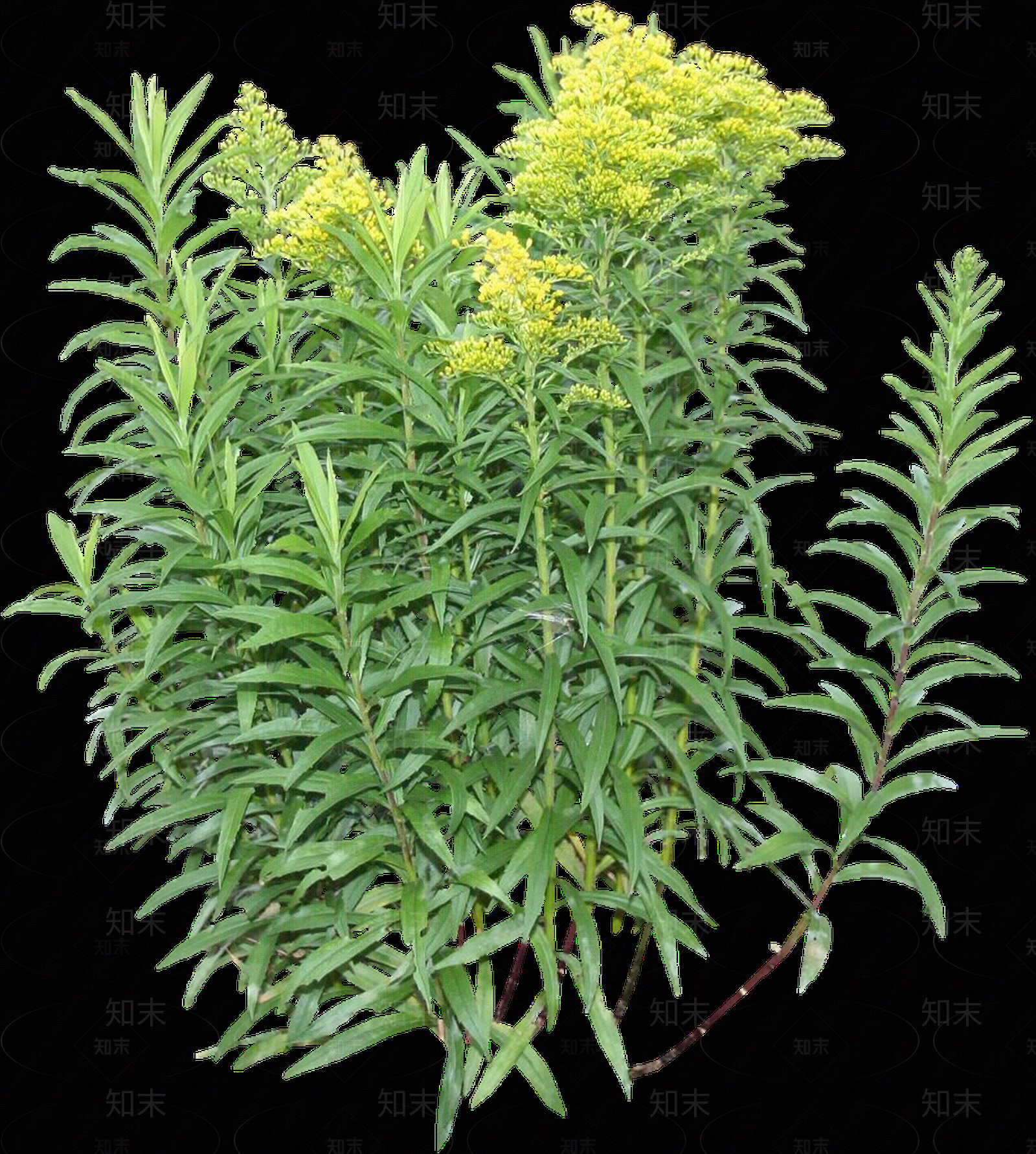 png免抠一枝黄花贴图下载【ID:1158598188】