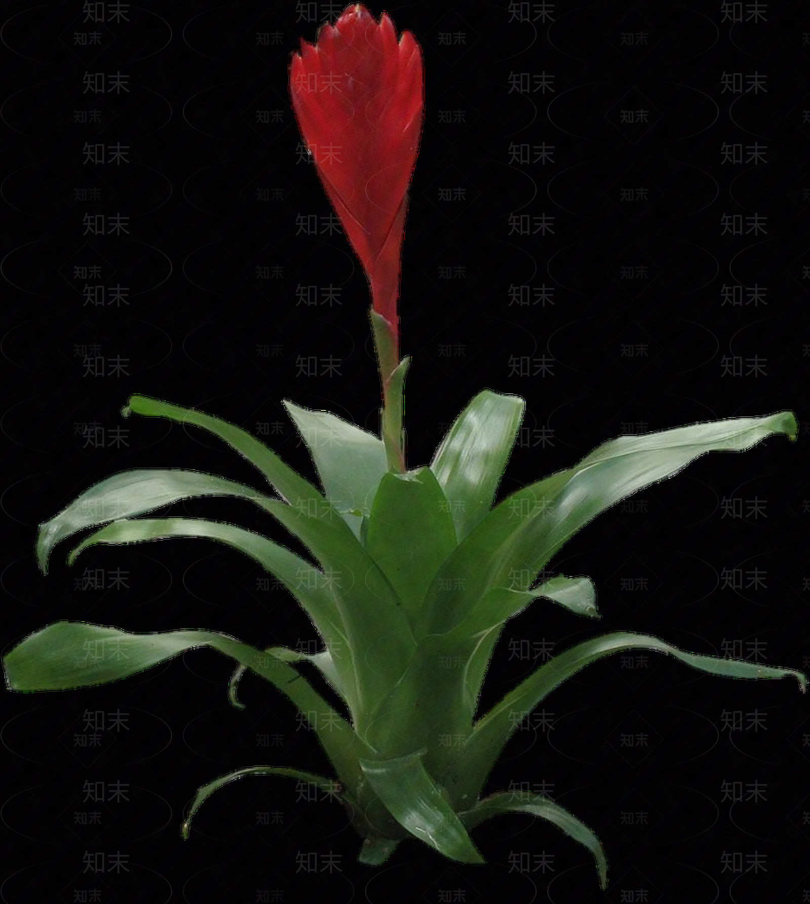 png免抠莺哥凤梨贴图下载【ID:1158598304】