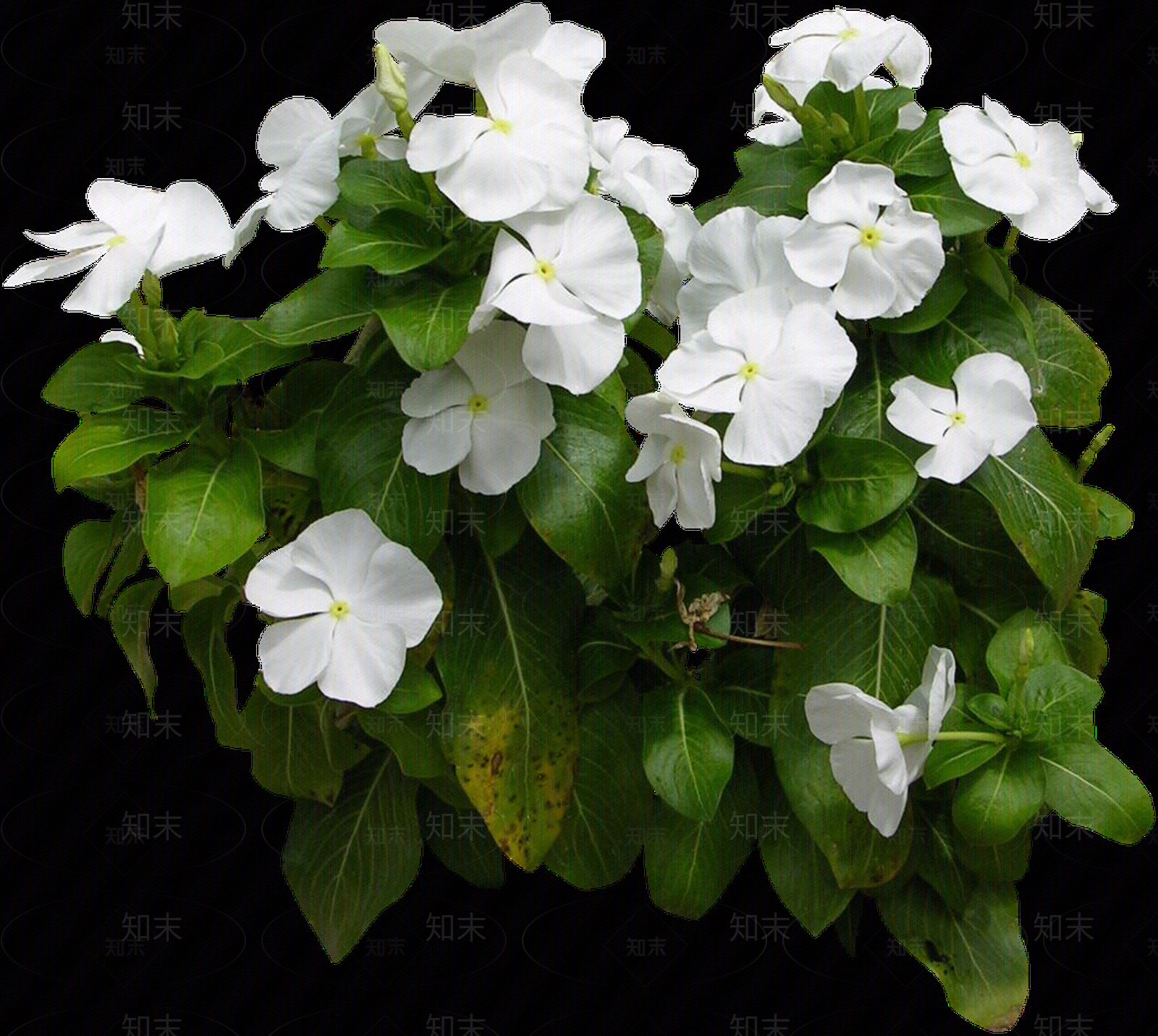 png免抠长春花贴图下载【ID:1158598417】