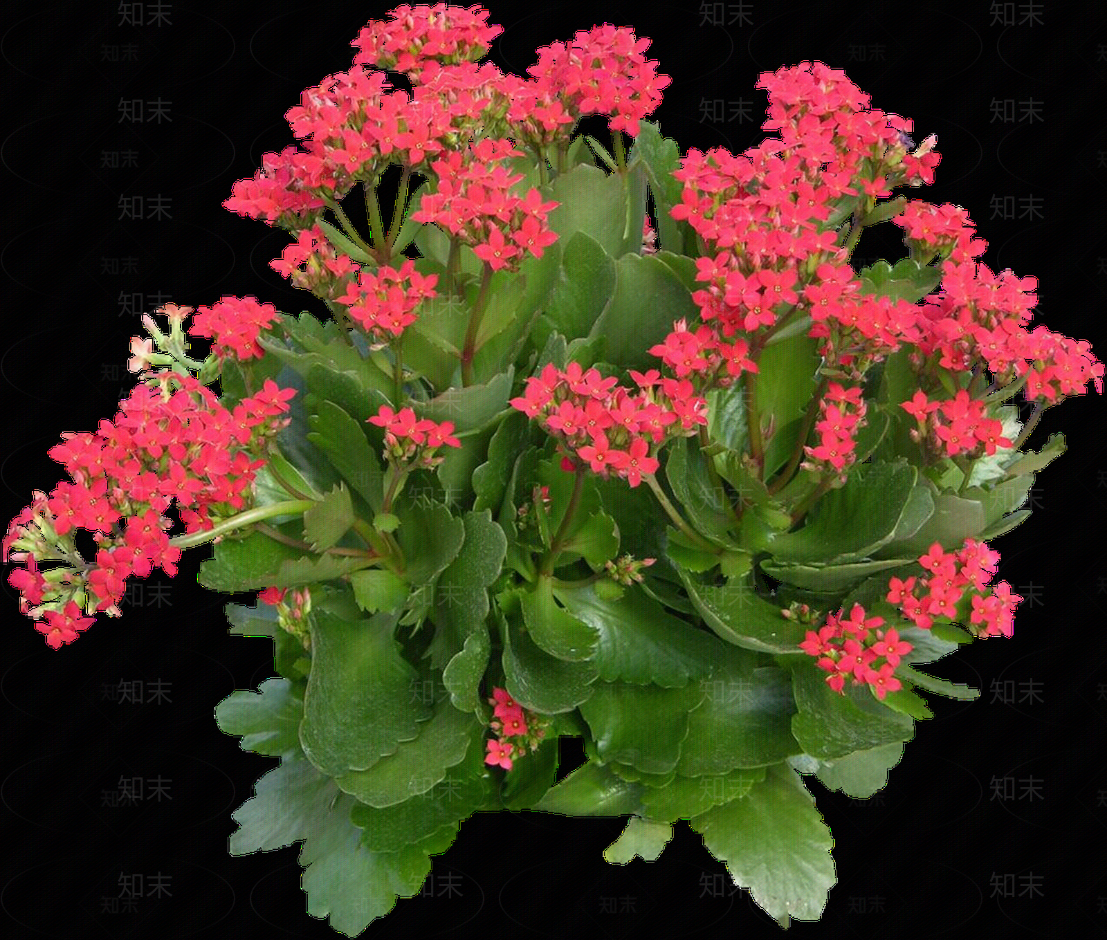 png免抠长寿花贴图下载【ID:1158598501】