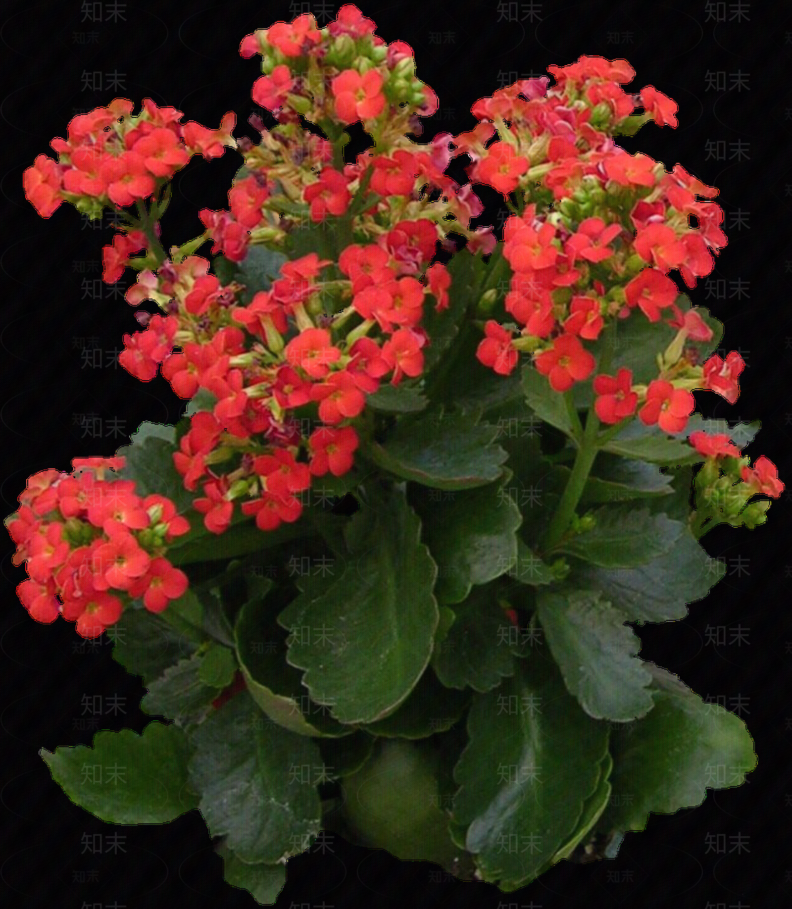 png免抠长寿花贴图下载【ID:1158598515】