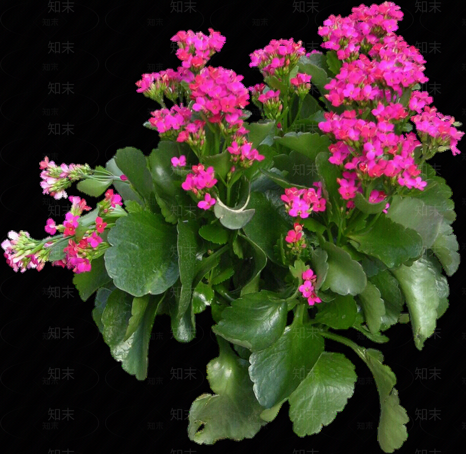 png免抠长寿花贴图下载【ID:1158598621】