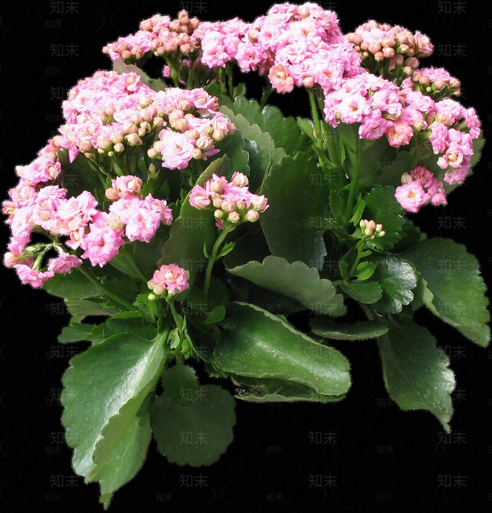 png免抠长寿花贴图下载【ID:1158599190】