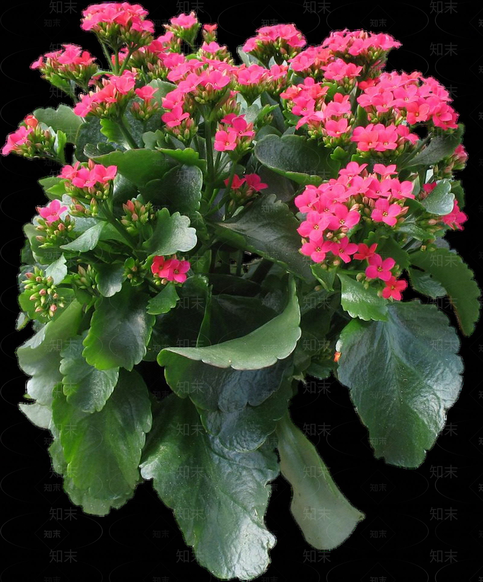 png免抠长寿花贴图下载【ID:1158599179】