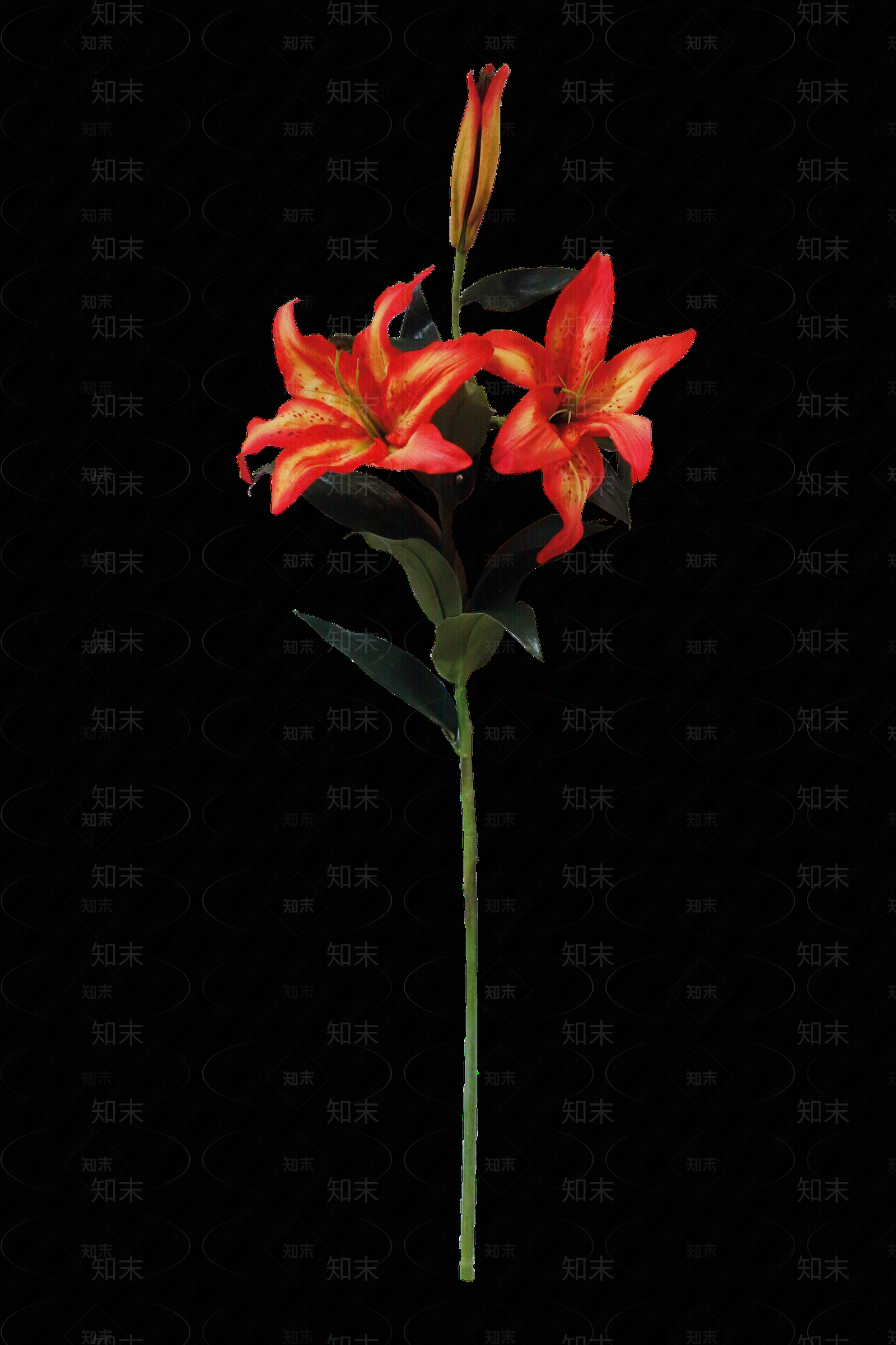 png免抠百合贴图下载【ID:1158600992】