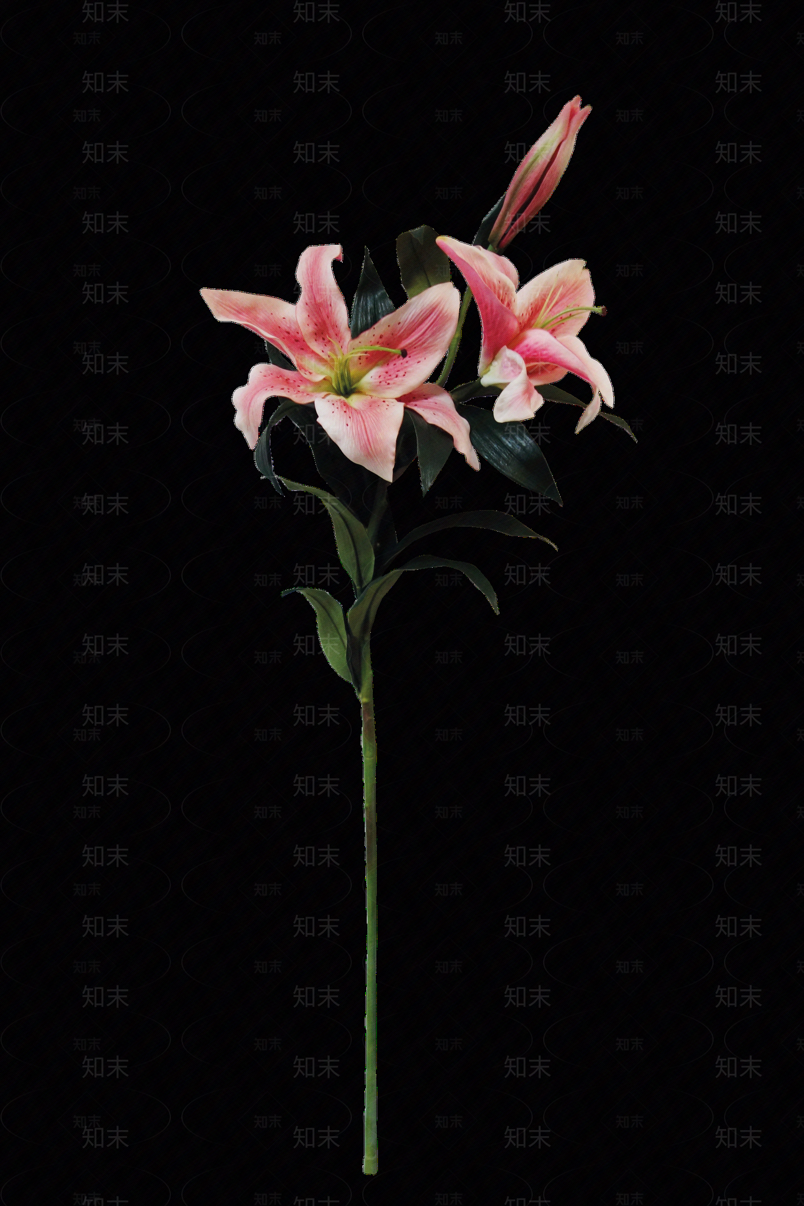 png免抠百合贴图下载【ID:1158600916】