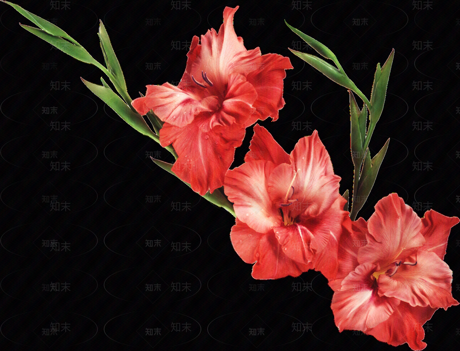 png免抠菖蒲贴图下载【ID:1158601260】