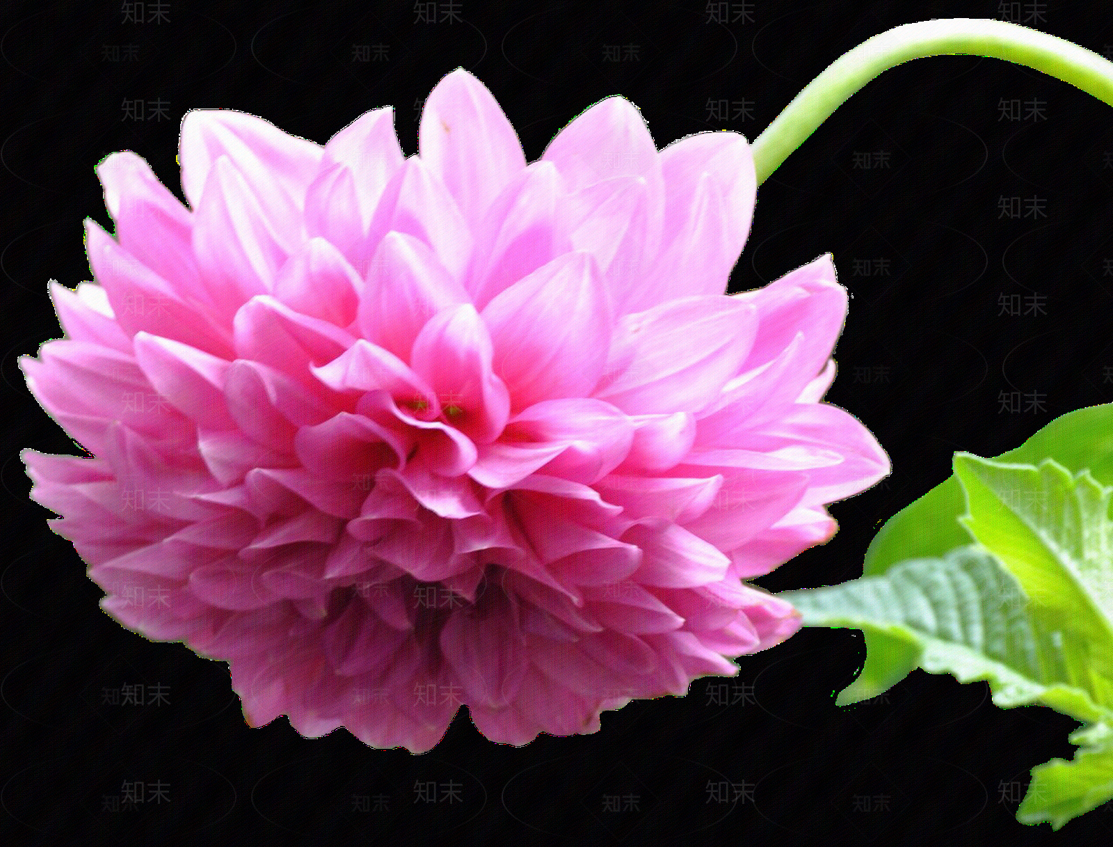 png免抠大丽花贴图下载【ID:1158601438】