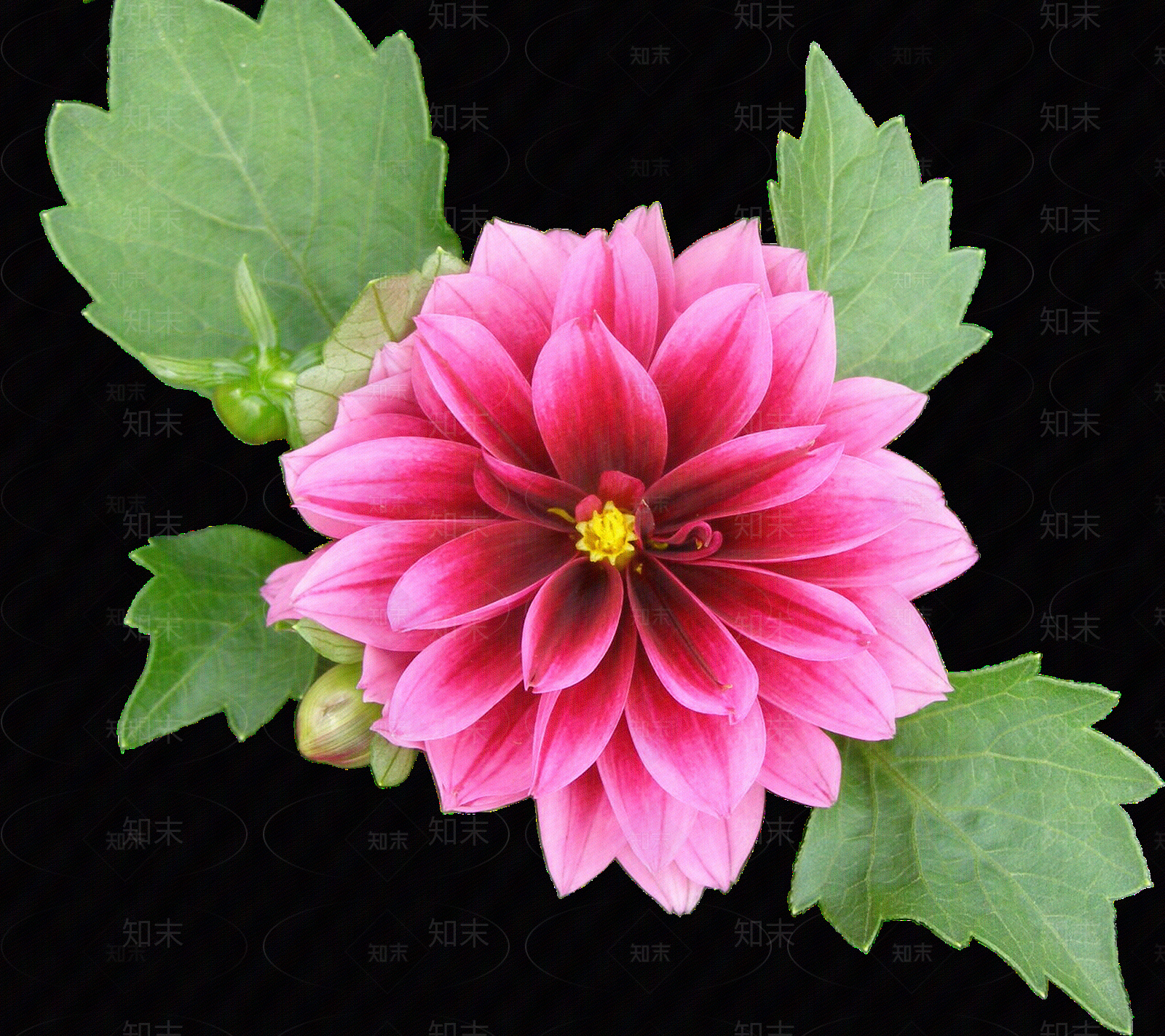 png免抠大丽花贴图下载【ID:1158601607】