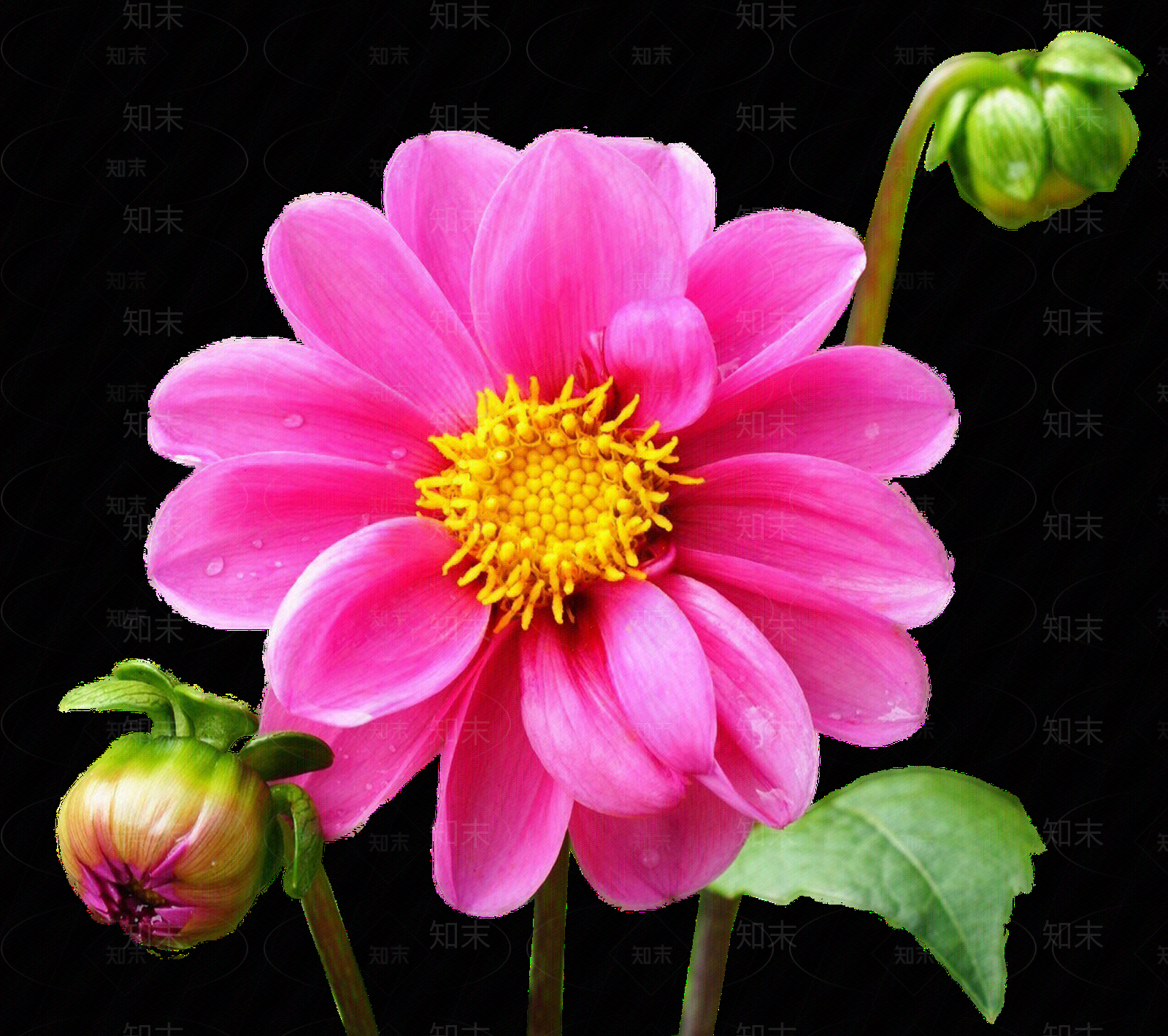 png免抠大丽花贴图下载【ID:1158601784】
