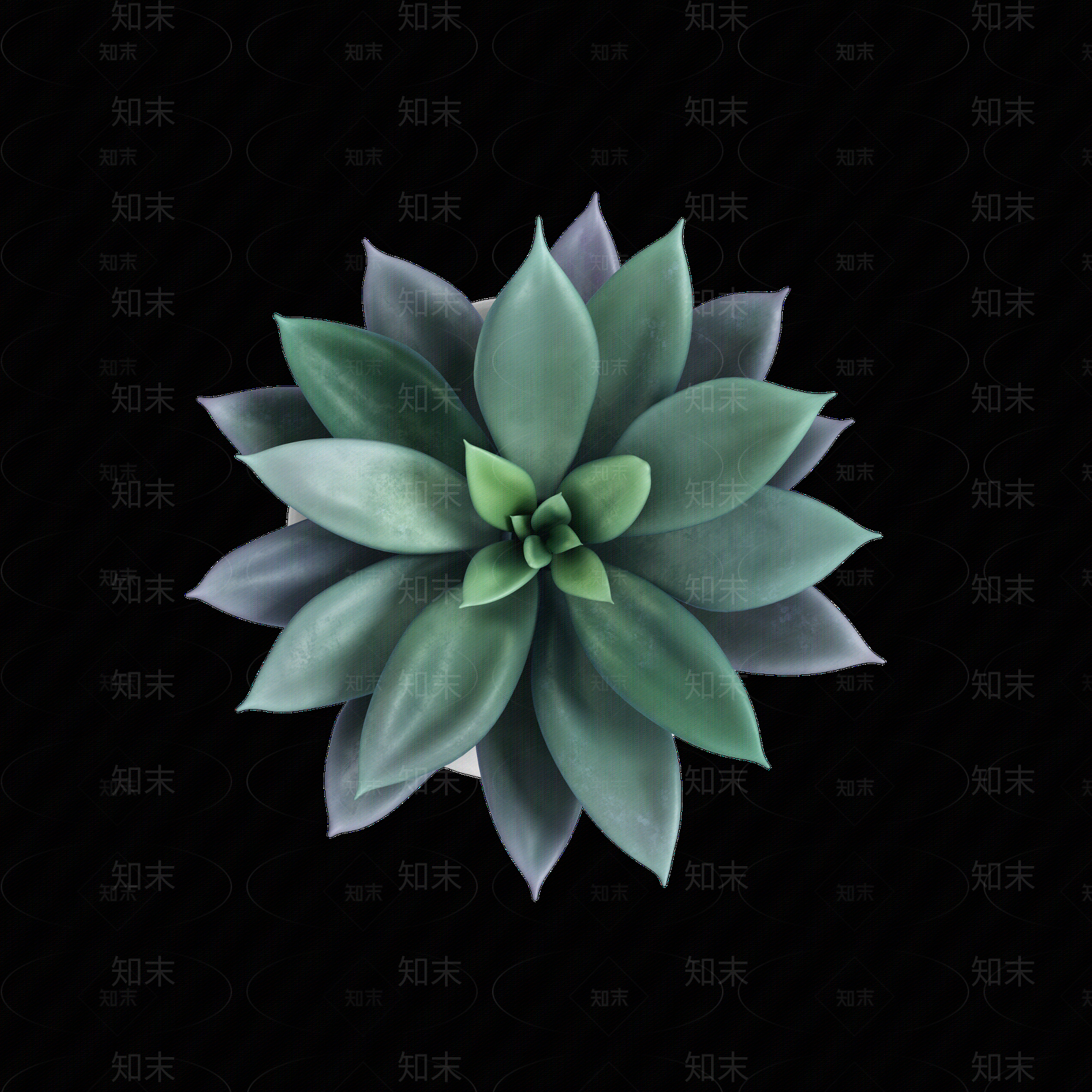 png免抠多肉贴图下载【ID:1158602427】