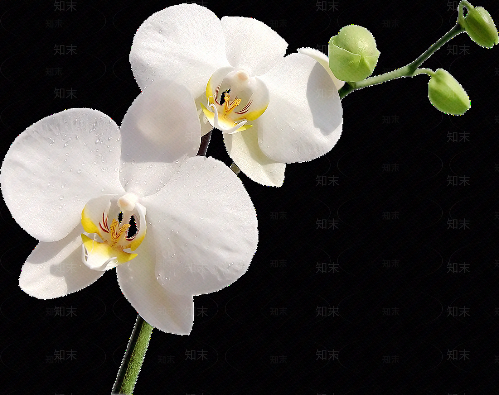 png免抠蝴蝶兰贴图下载【ID:1158602699】