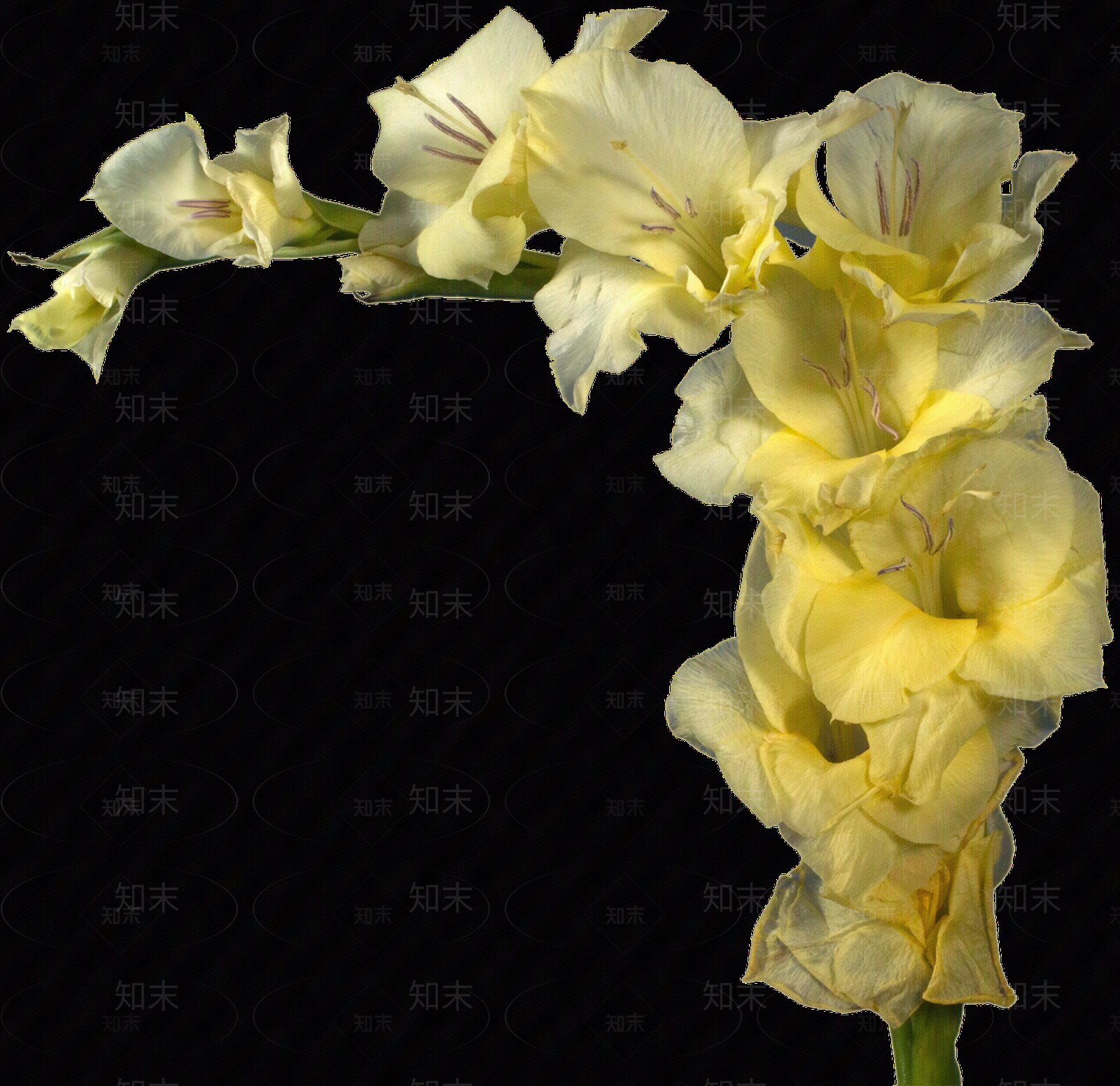 png免抠黄菖蒲贴图下载【ID:1158603717】