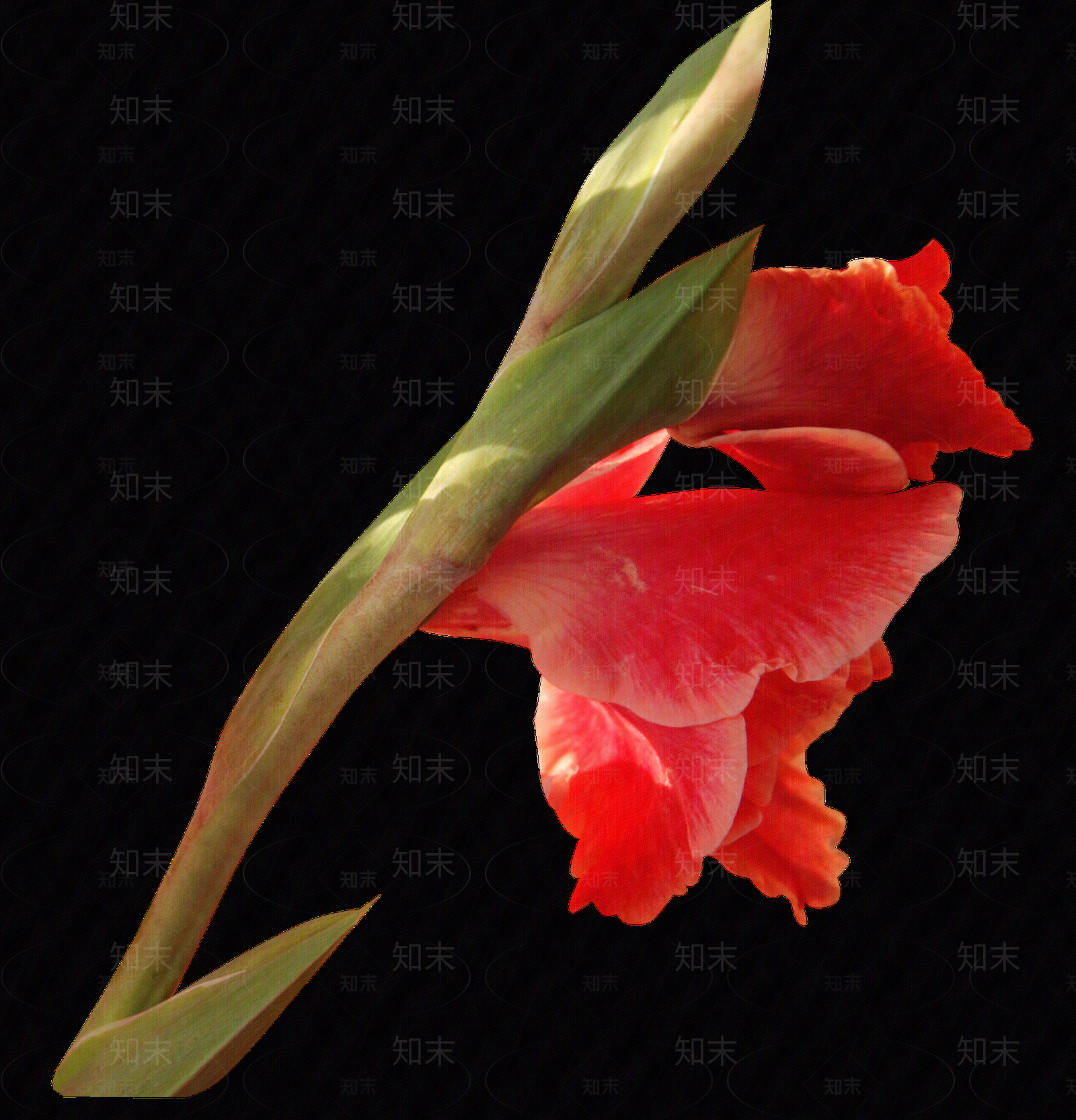png免抠黄菖蒲贴图下载【ID:1158603808】