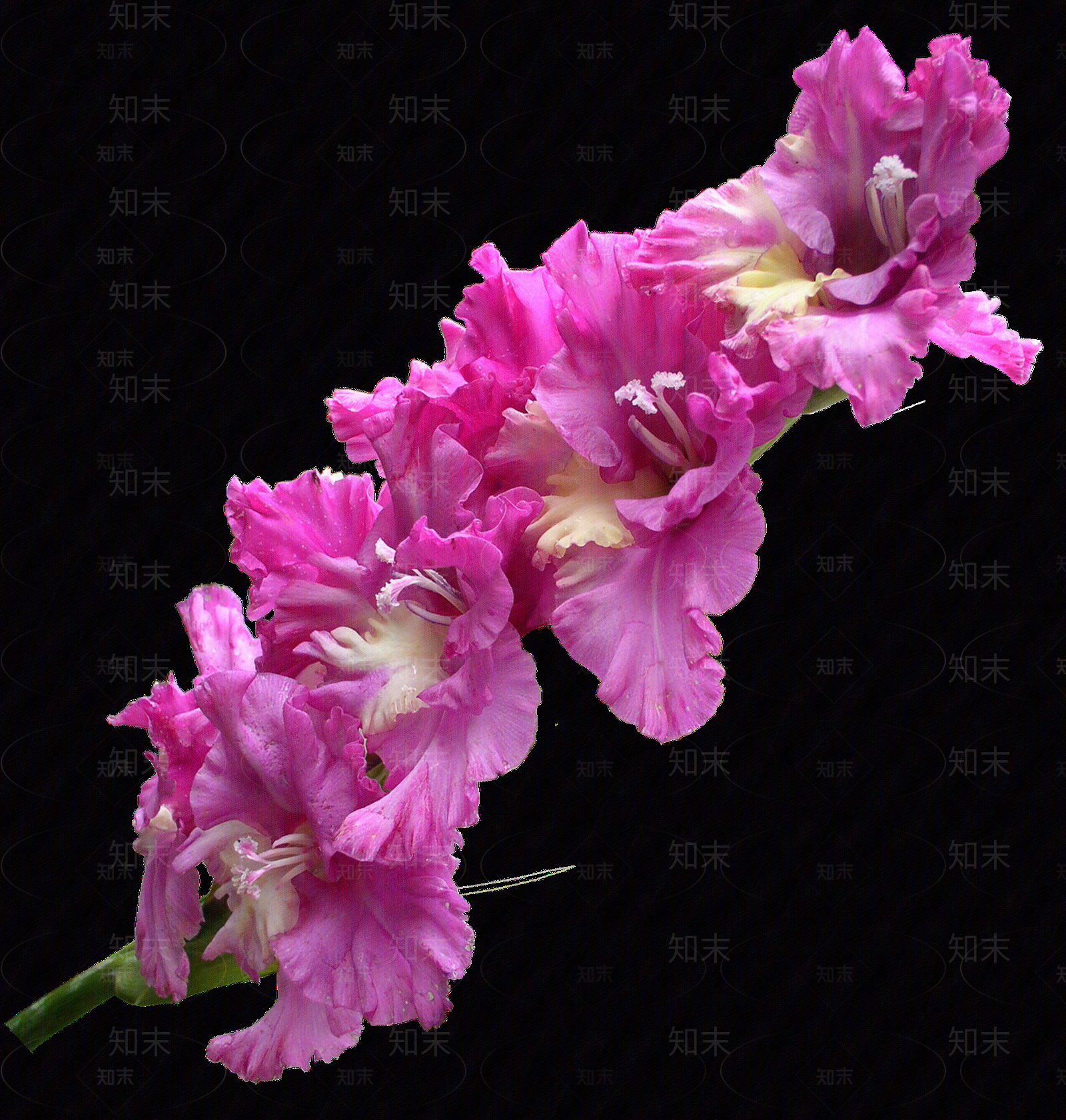 png免抠黄菖蒲贴图下载【ID:1158603938】