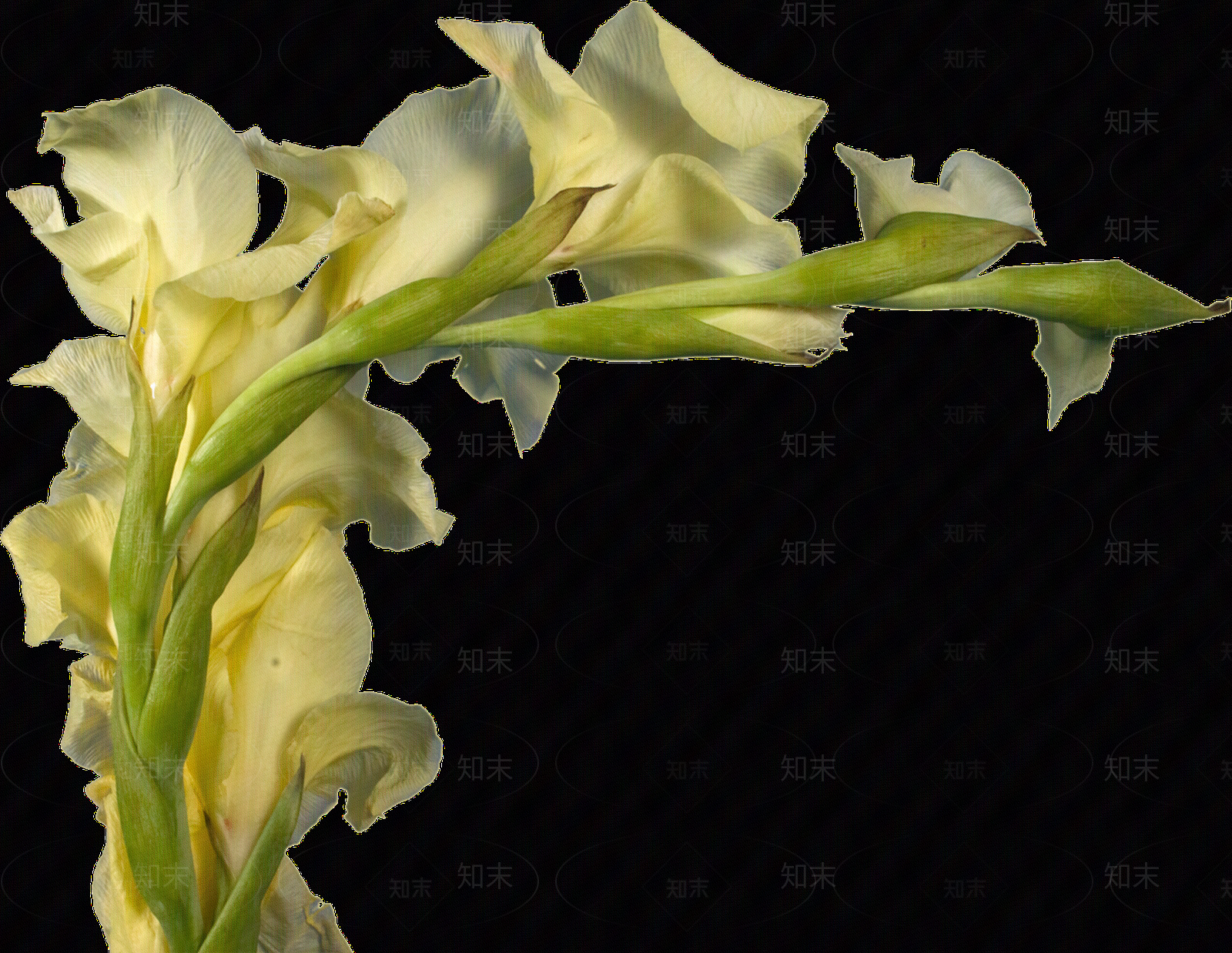 png免抠黄菖蒲贴图下载【ID:1158604082】