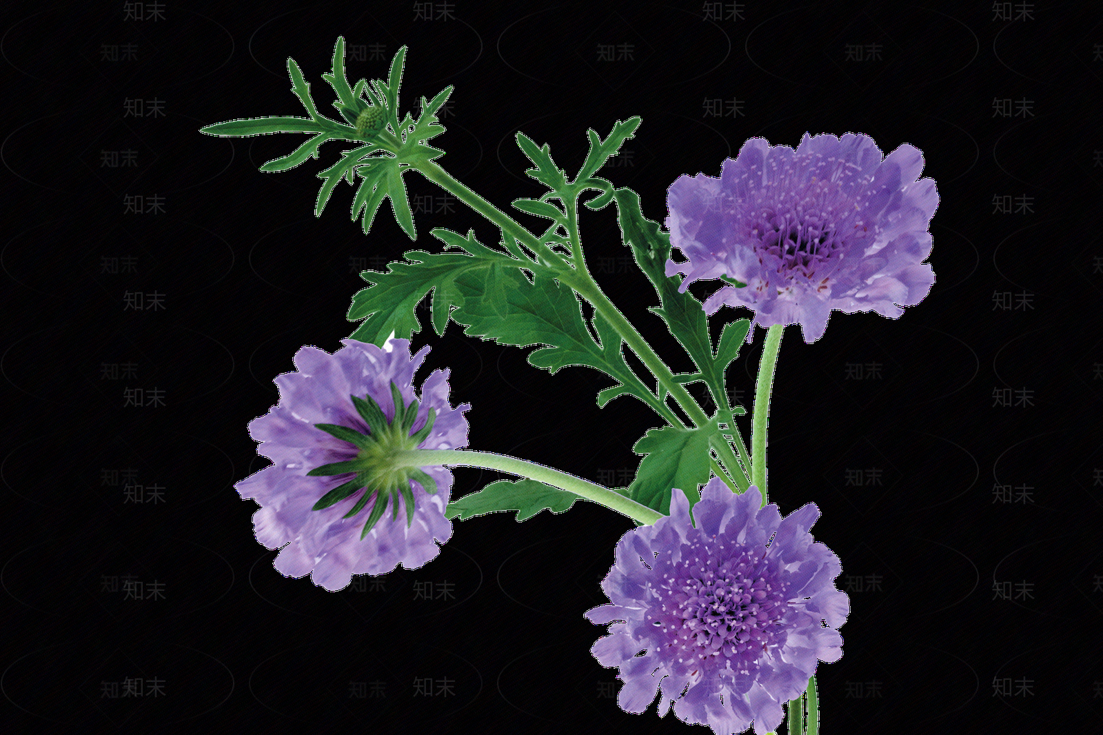 png免抠蓝盆花贴图下载【ID:1158604146】