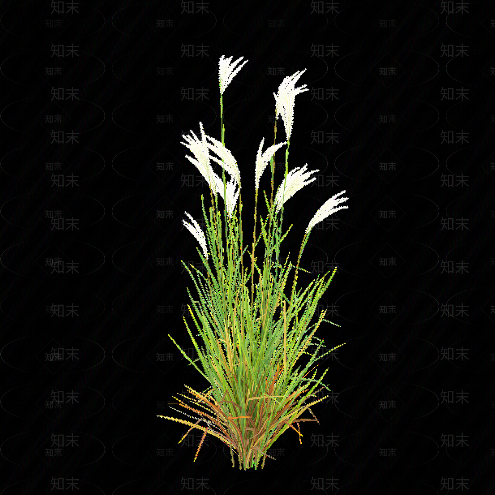 png免抠芒草贴图下载【ID:1158604560】