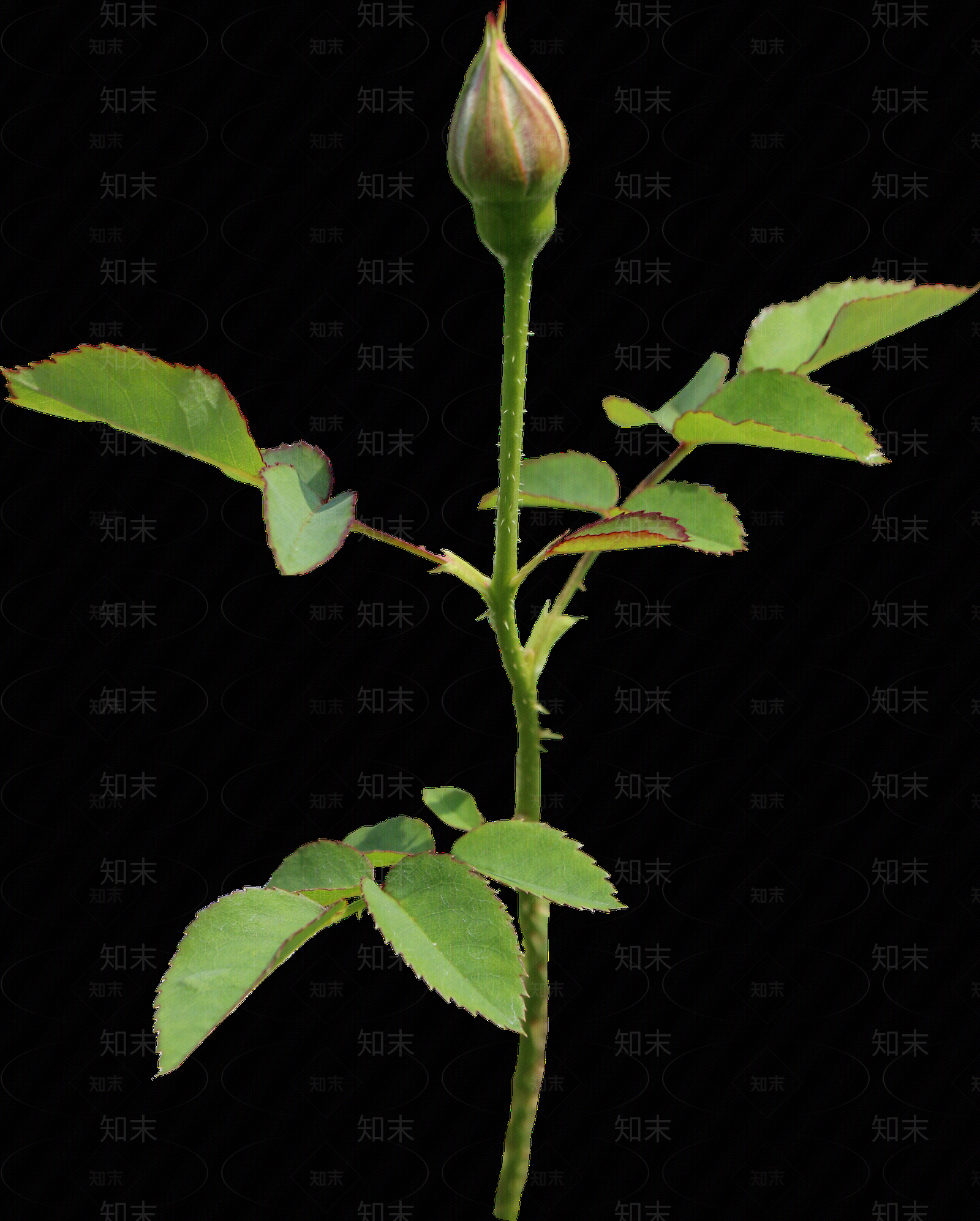 png免抠玫瑰贴图下载【ID:1158604953】