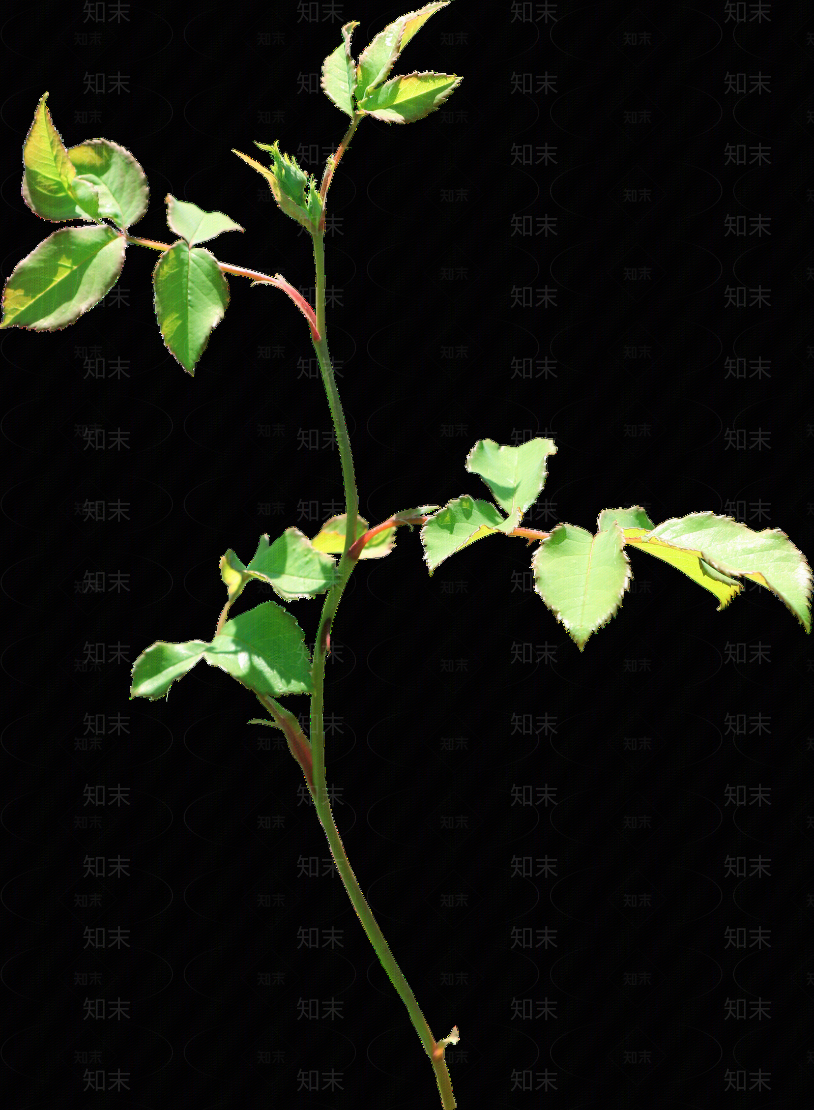 png免抠玫瑰贴图下载【ID:1158605080】