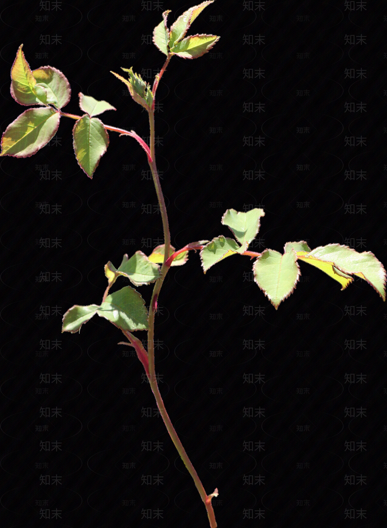 png免抠玫瑰贴图下载【ID:1158605066】