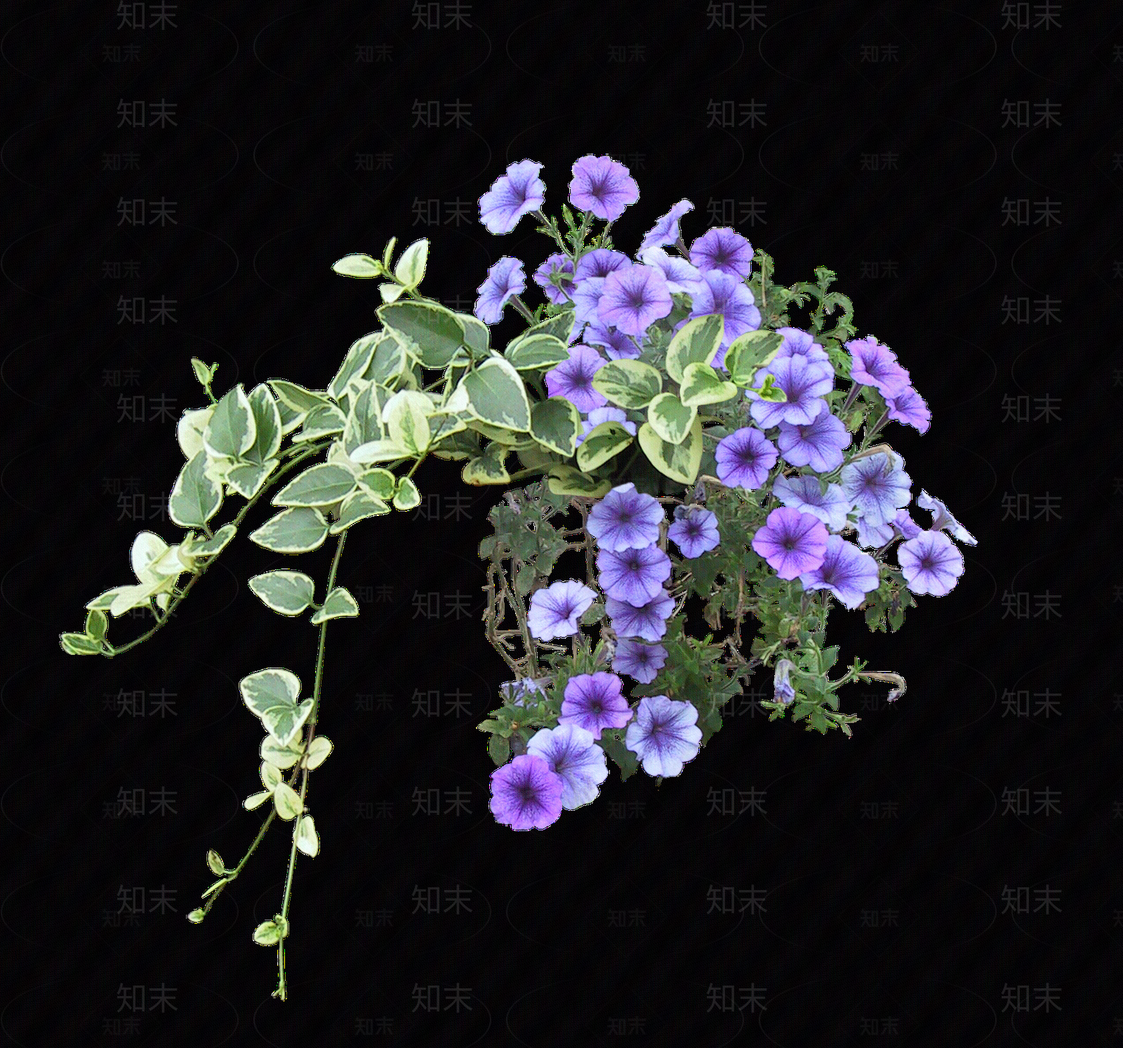 png免抠山牵牛贴图下载【ID:1158605244】