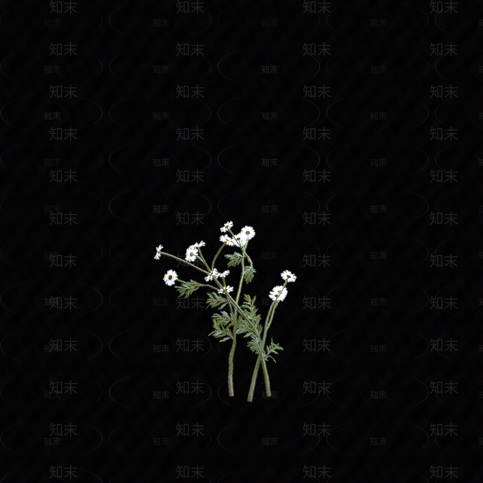 png免抠洋甘菊贴图下载【ID:1158605548】