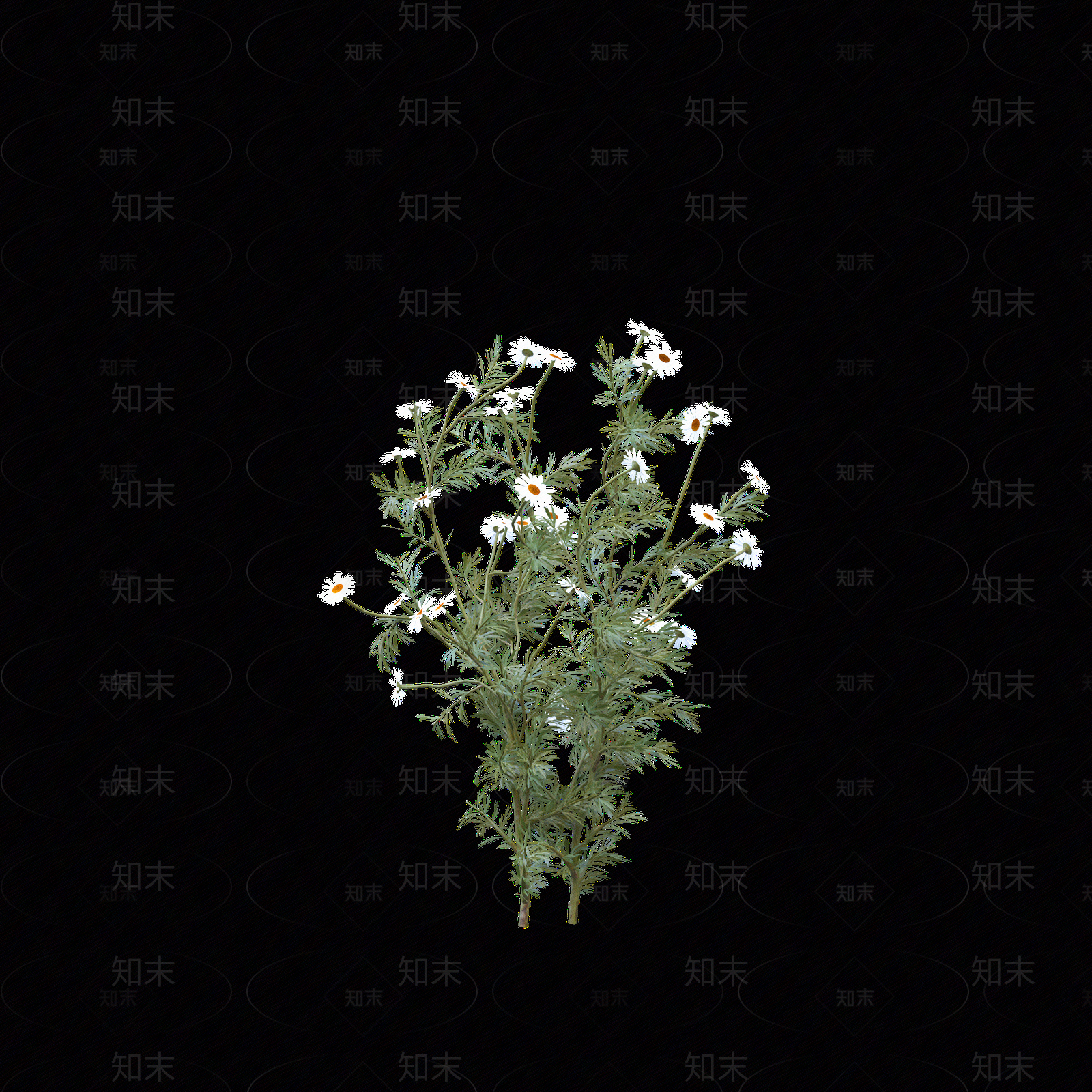 png免抠洋甘菊贴图下载【ID:1158605611】