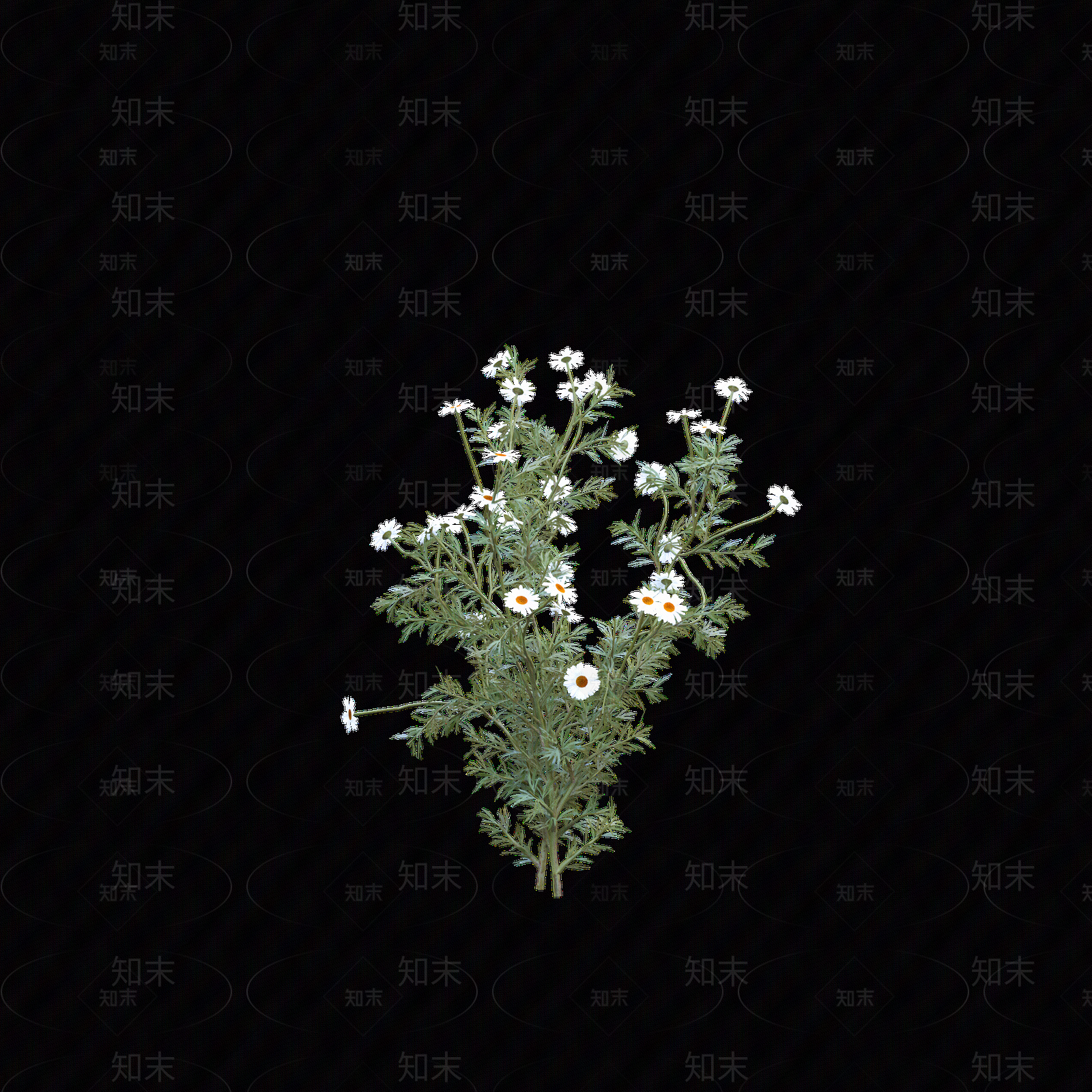 png免抠洋甘菊贴图下载【ID:1158605645】