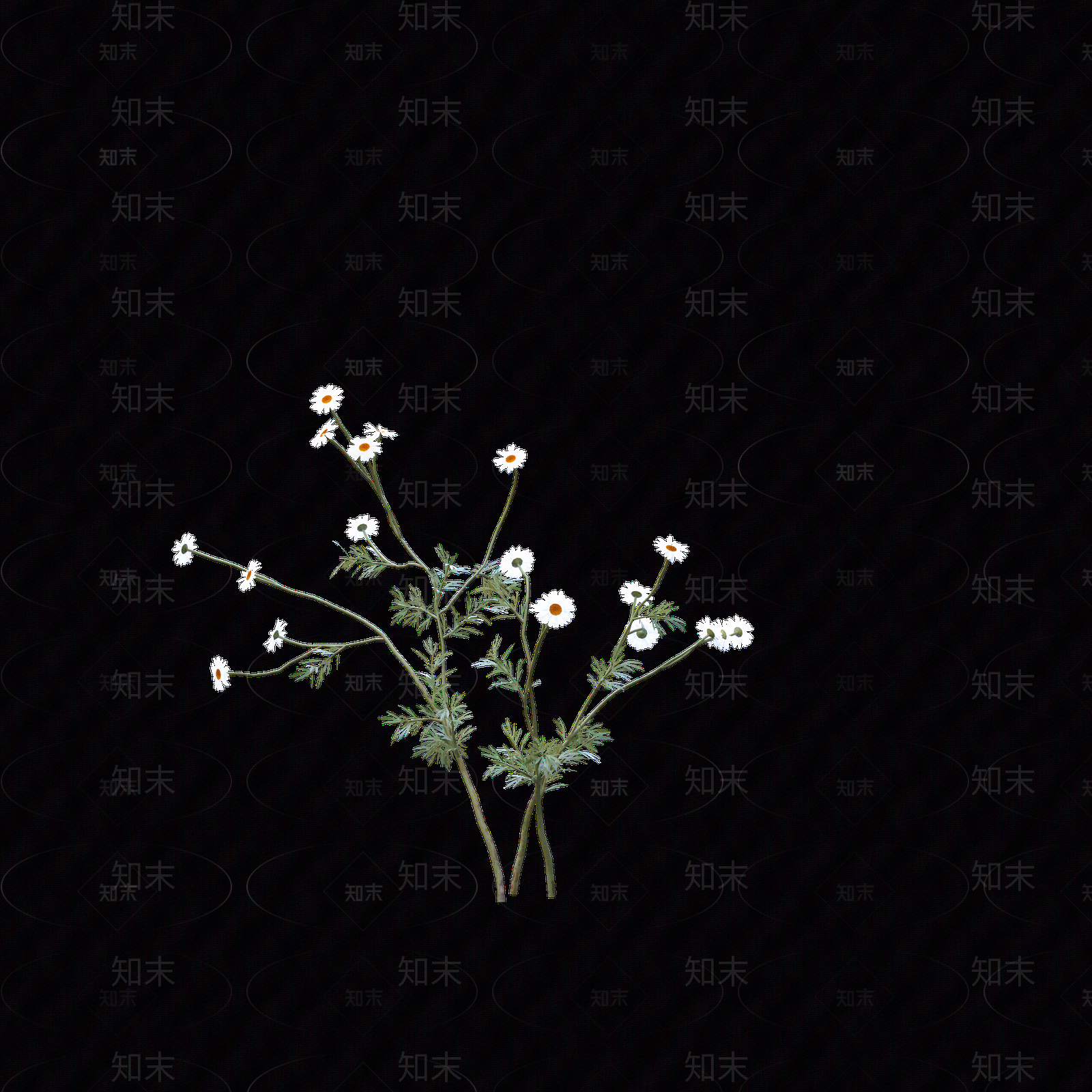 png免抠洋甘菊贴图下载【ID:1158605609】