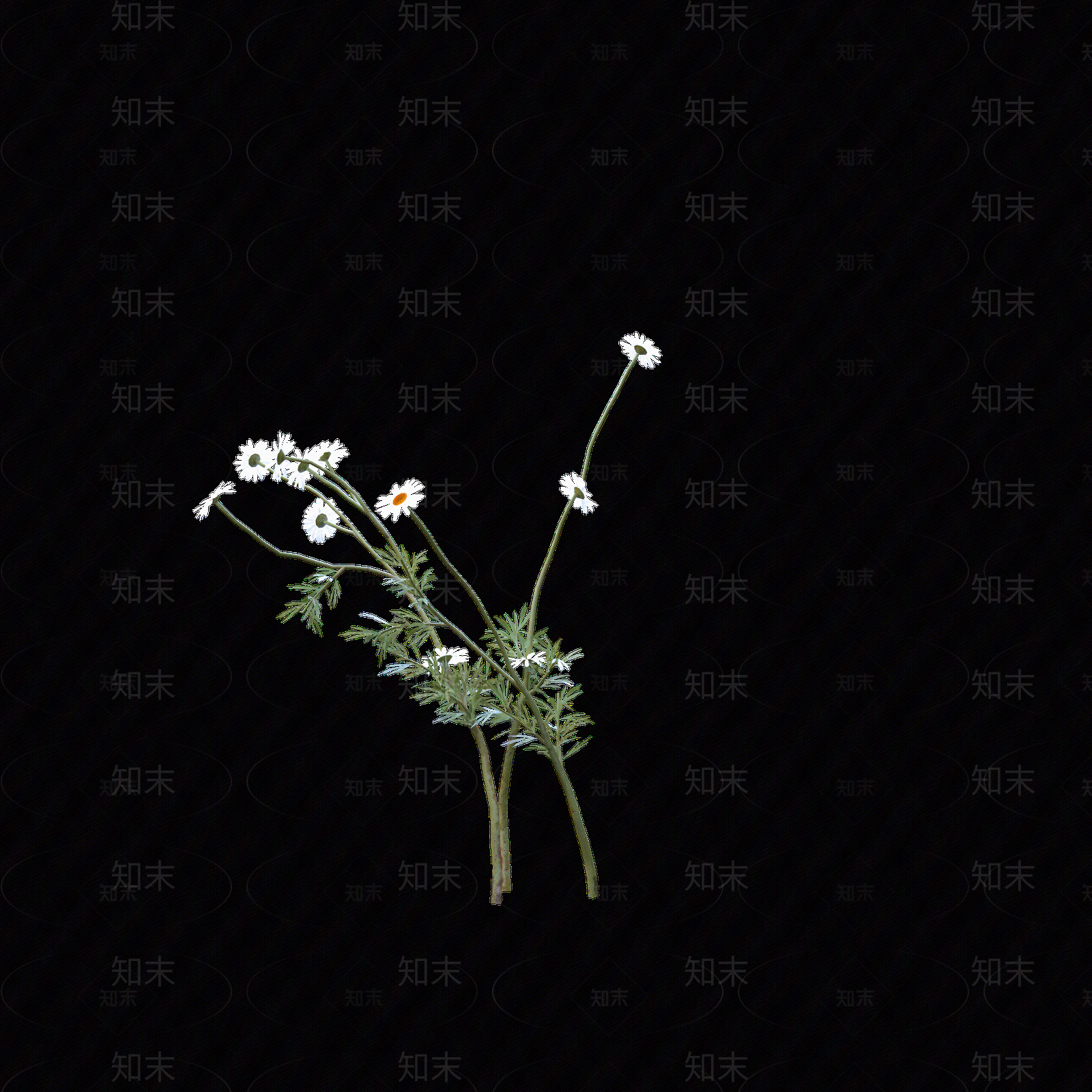 png免抠洋甘菊贴图下载【ID:1158605742】