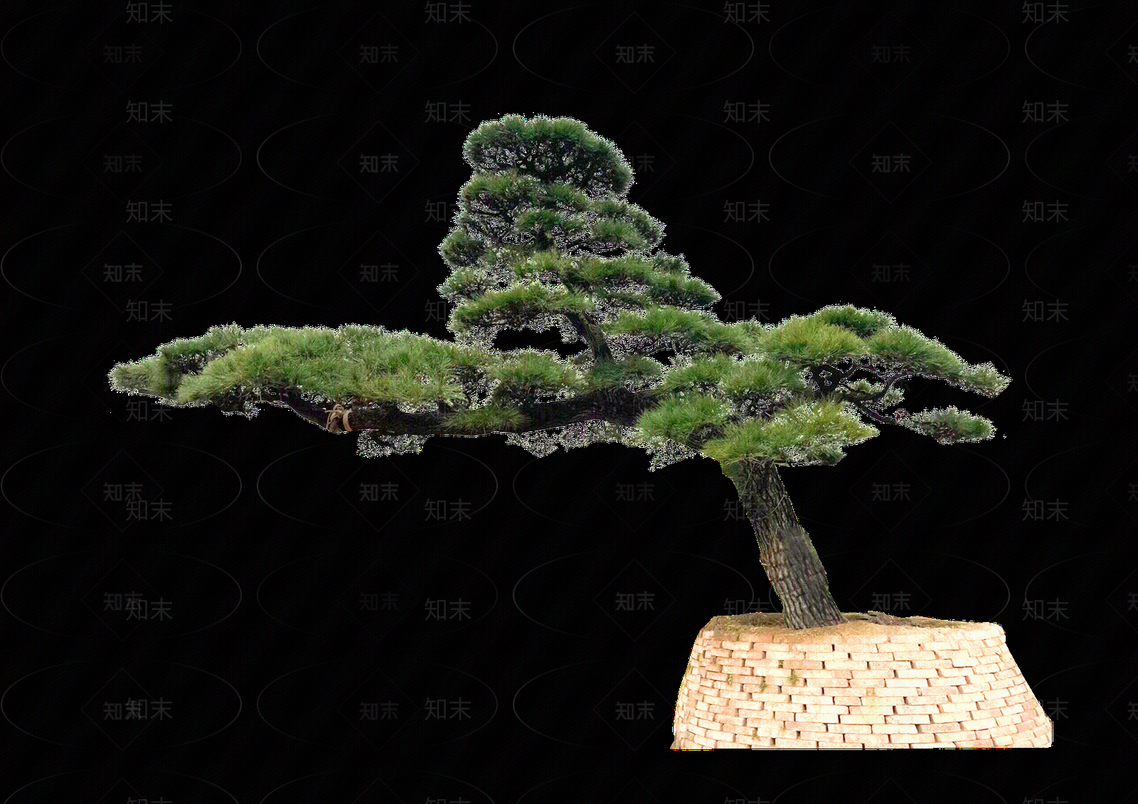 png免抠造型黑松贴图下载【ID:1158638144】