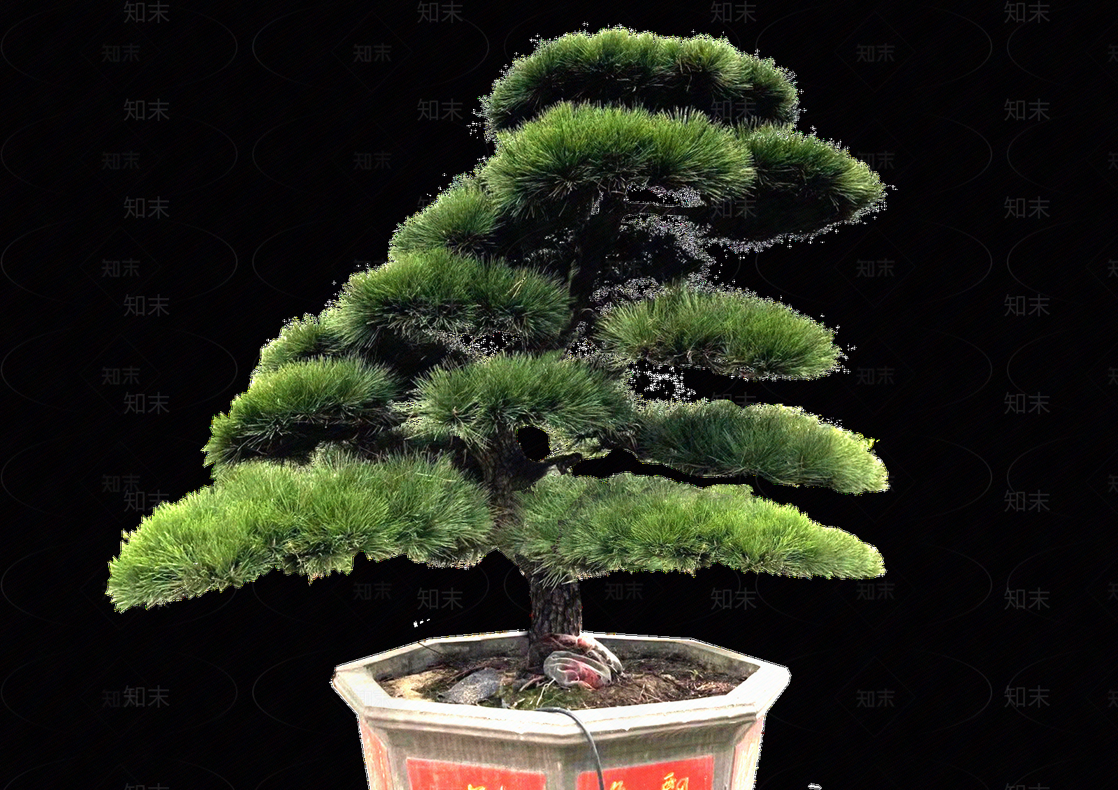 png免抠造型黑松贴图下载【ID:1158638132】