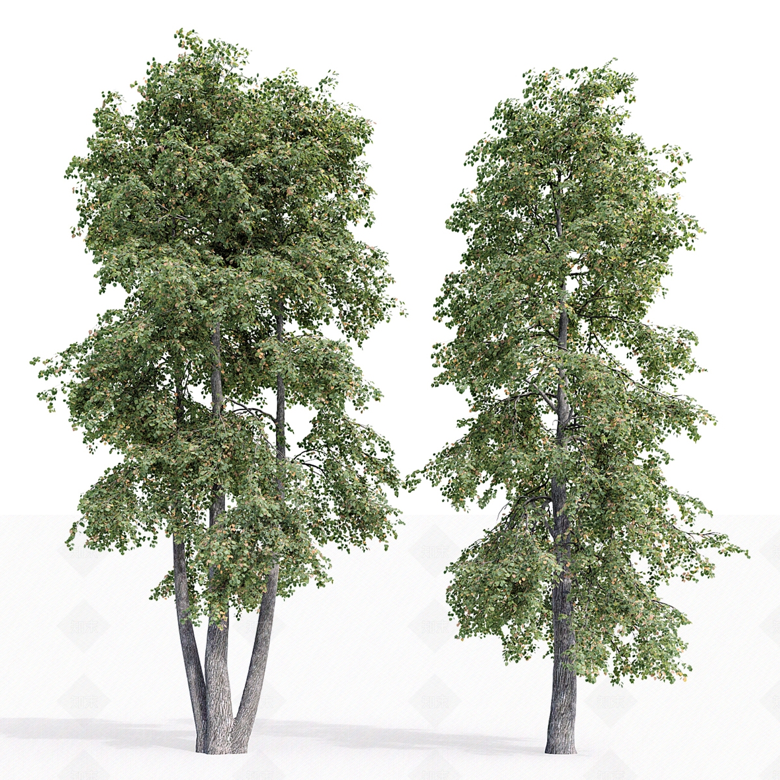 菩提樹木3D模型下载【ID:1158682272】