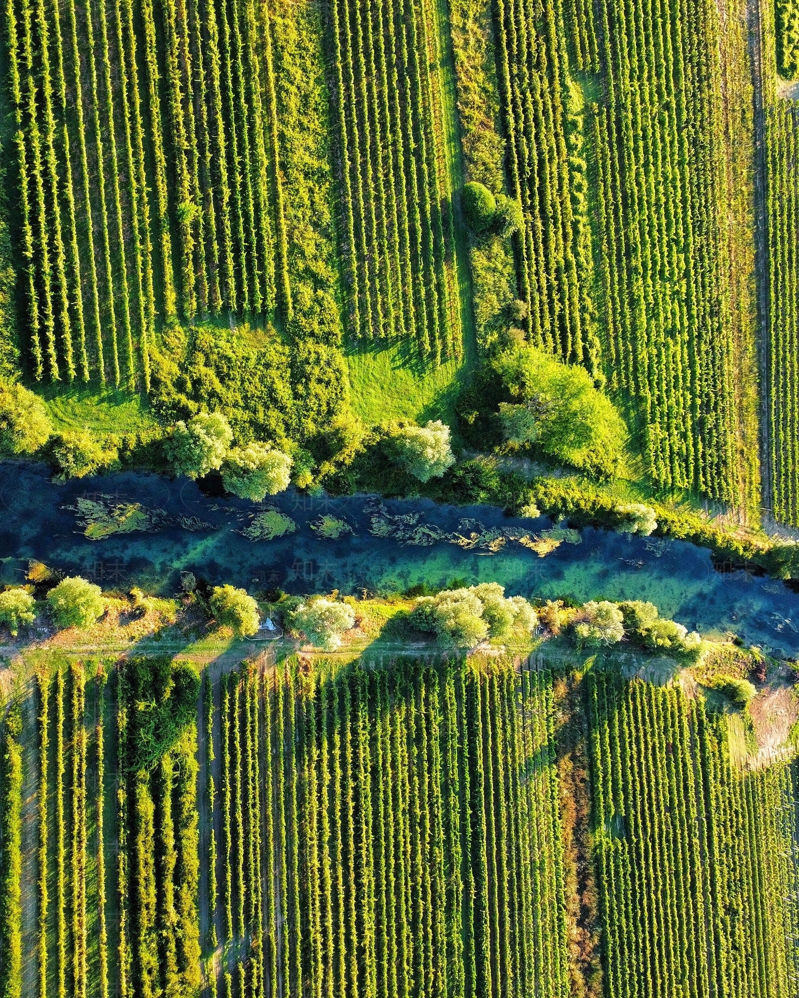 鸟瞰树丛树群植物植被田野贴图下载【ID:1158708211】