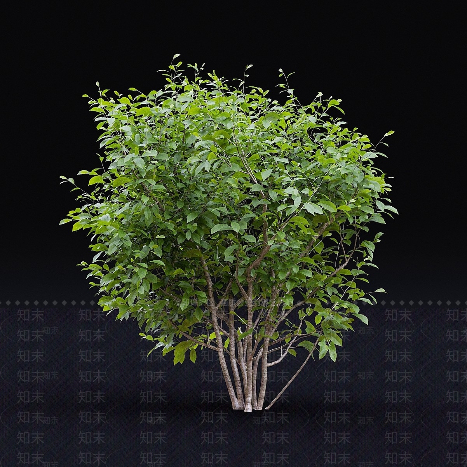 景观树3D模型下载【ID:1158738381】