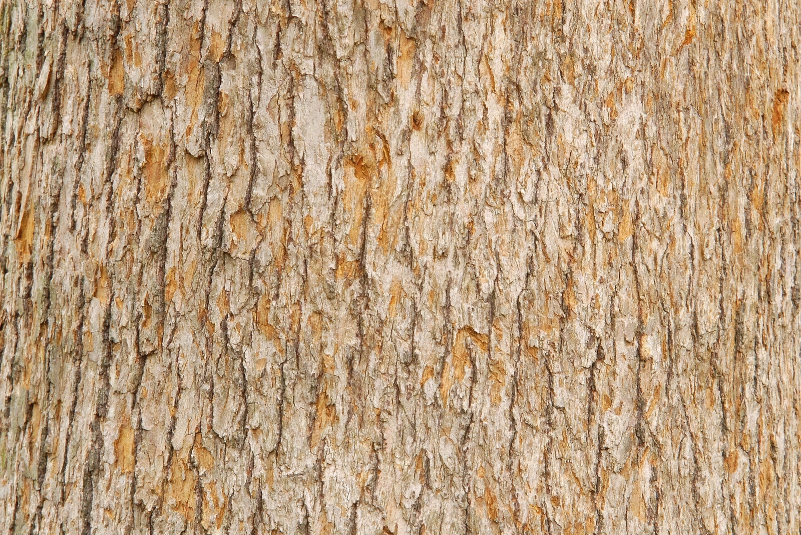 无缝树皮树干贴图下载【ID:1158742876】