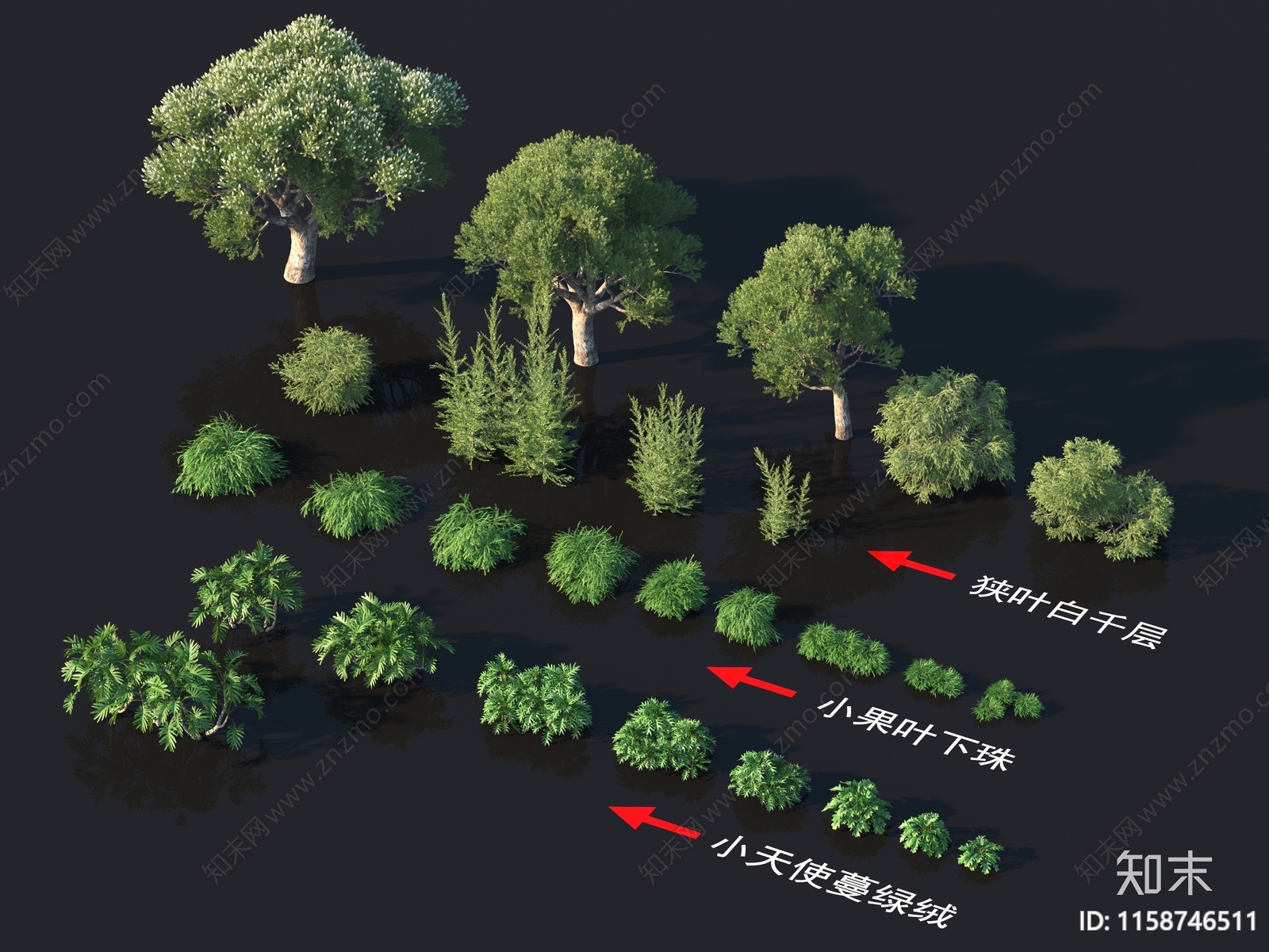 狭叶白千层3D模型下载【ID:1158746511】