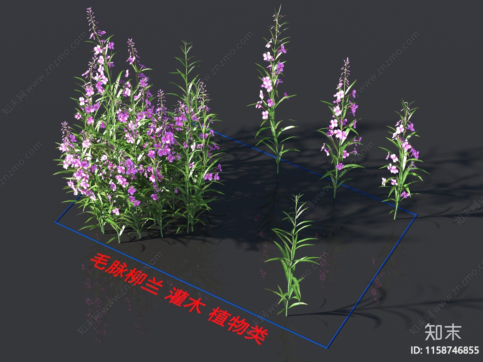 毛脉柳兰3D模型下载【ID:1158746855】