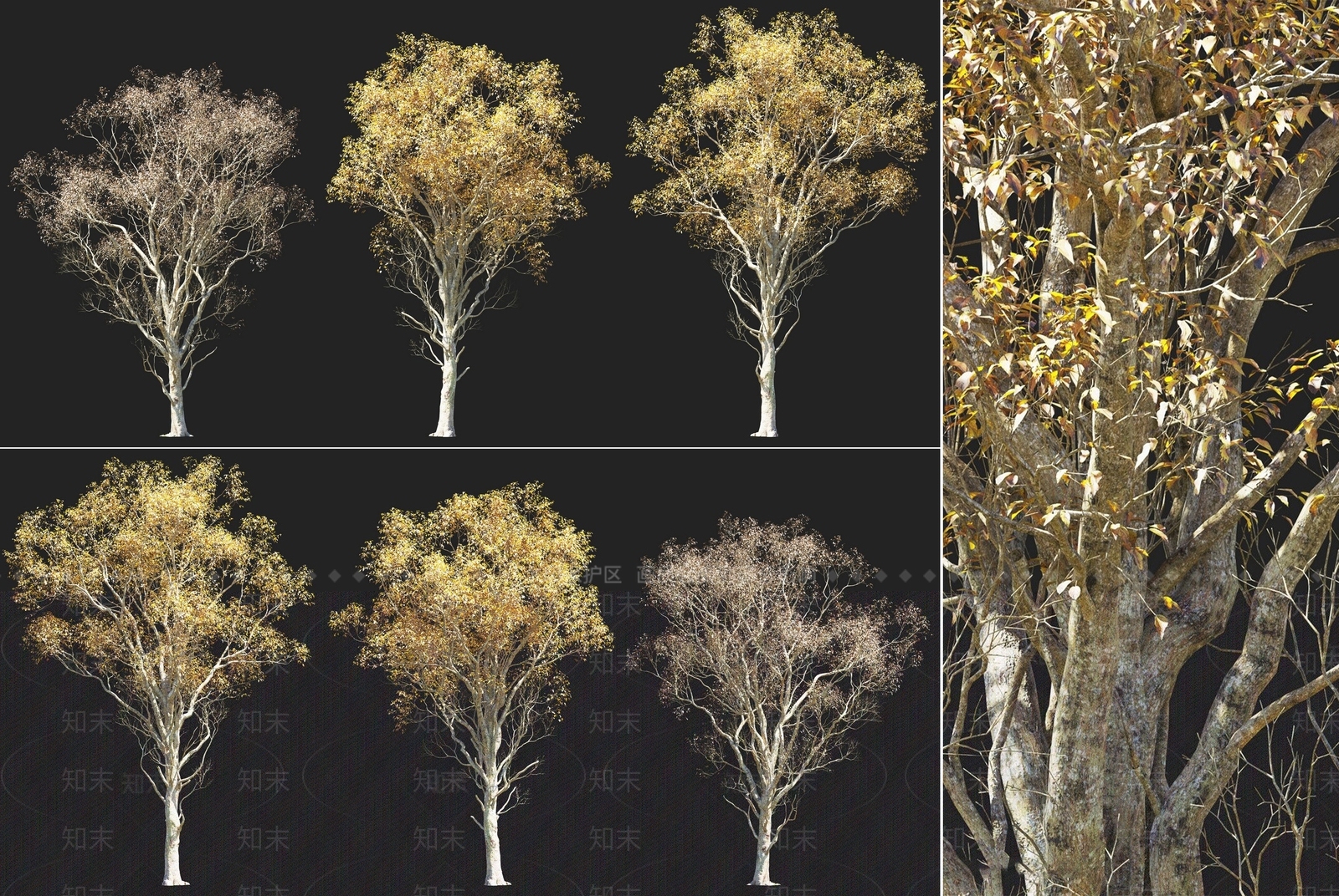现代秋季黄果朴树乔木植物组合3D模型下载【ID:1158750934】